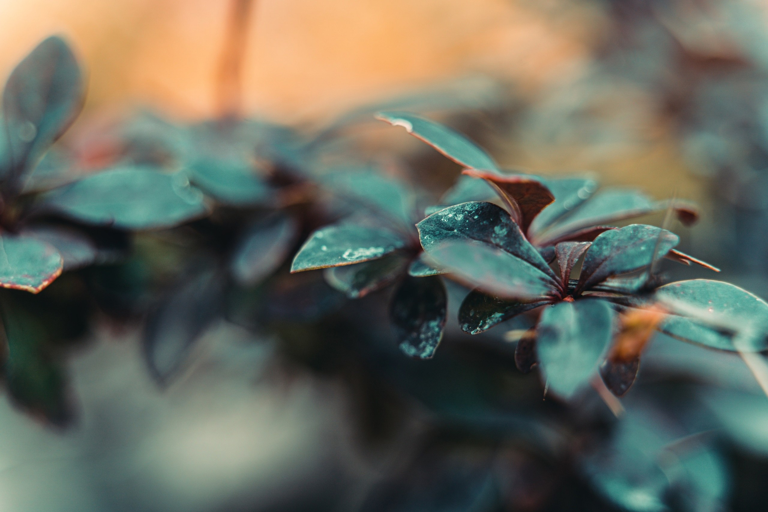 Макро. Предметный фотограф в Воронеже Дмитрий Игнатов