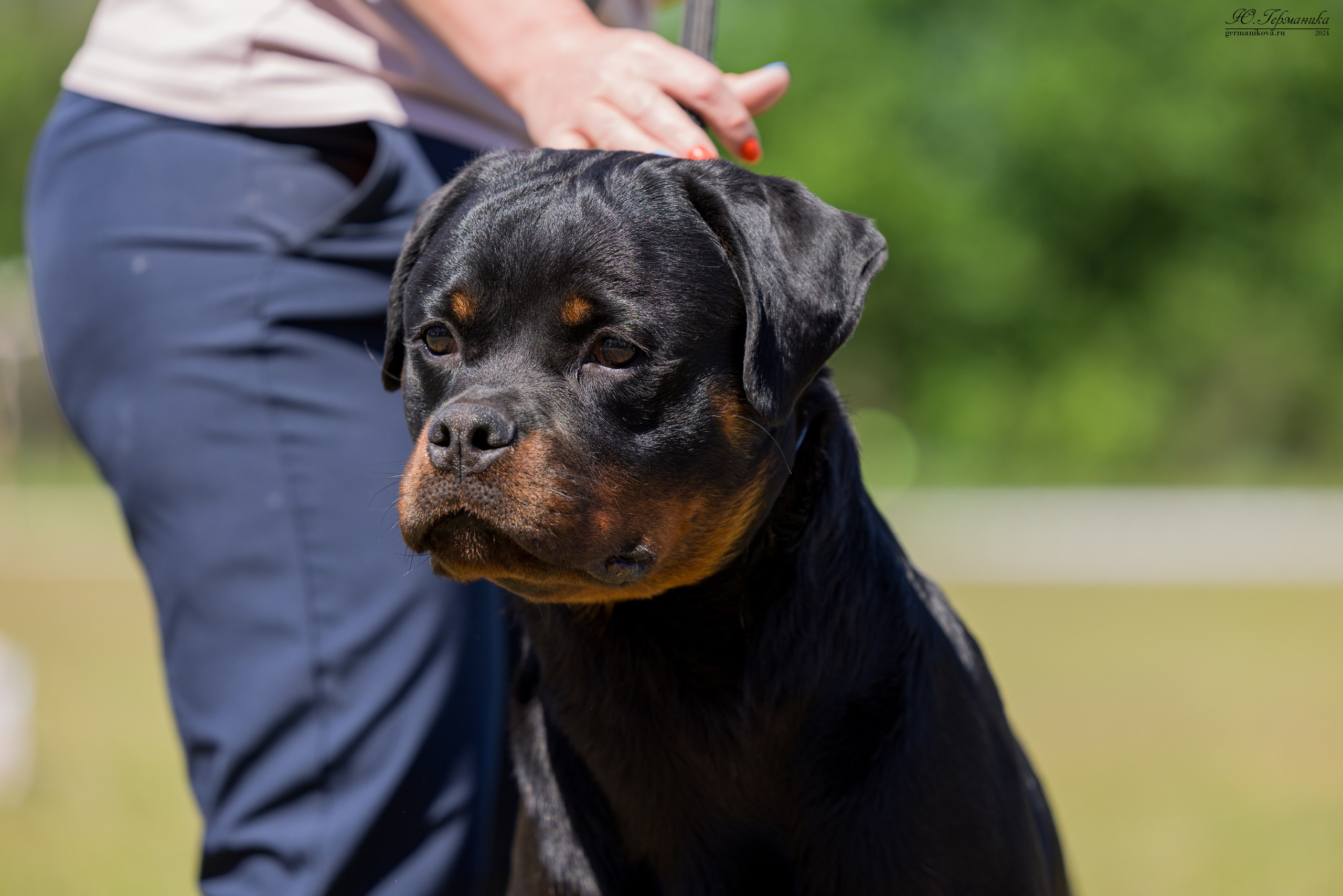 Воронеж моно ротвейлеров 25-26.05.2024. Фотограф-анималист Юлия Германика