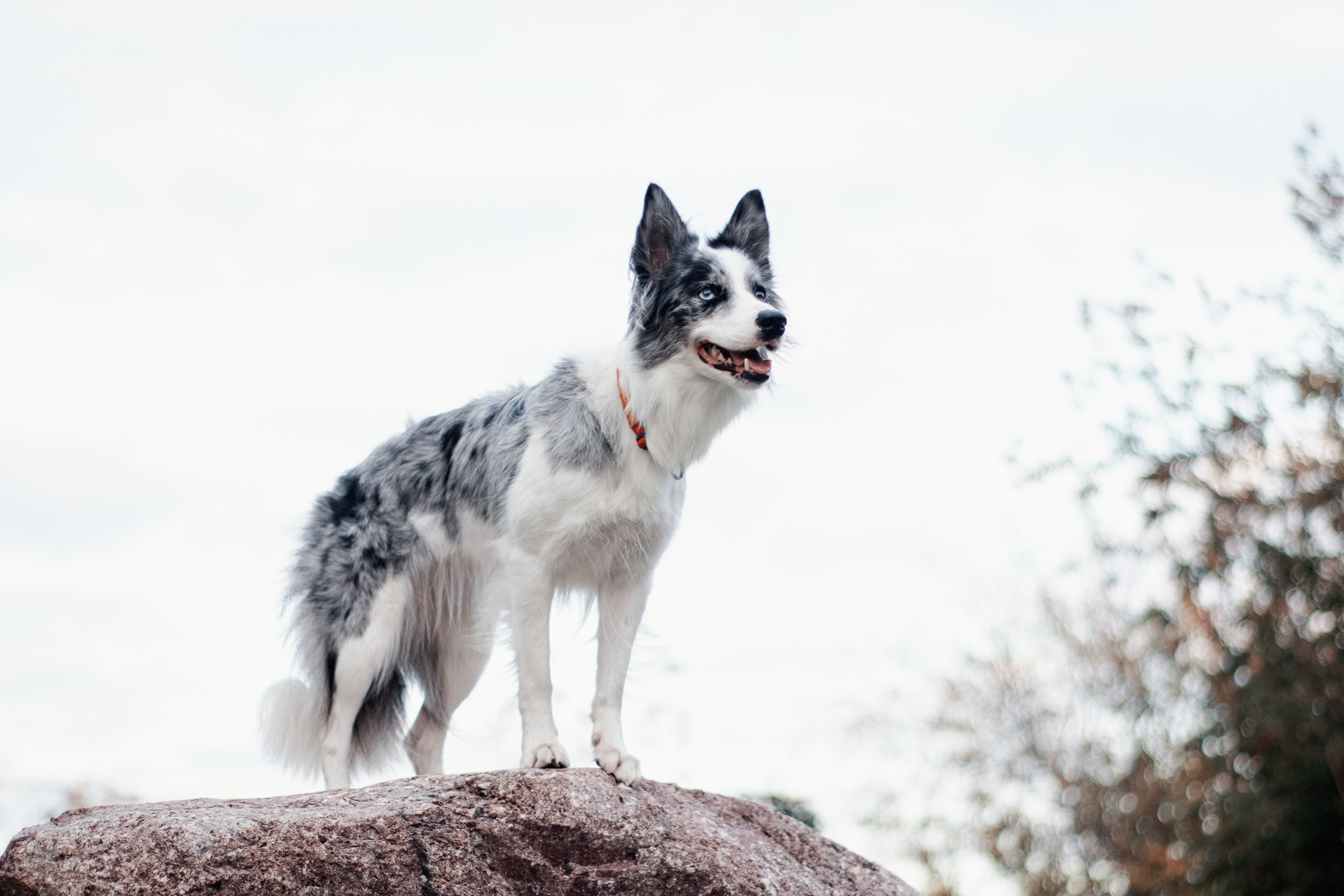 Лисса. Фотограф в Тюмени Лизавета Сапицкая