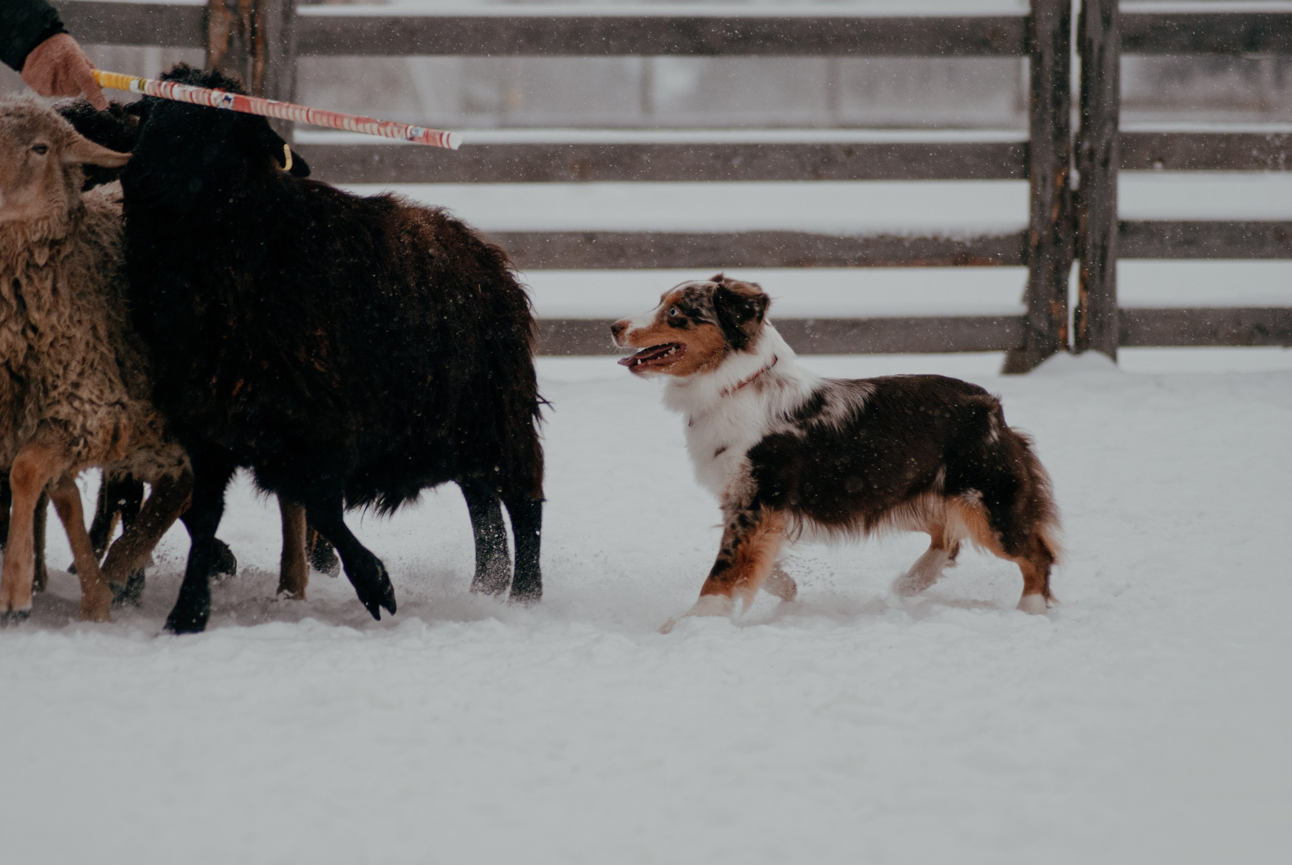 Пастьба. Фотограф в Тюмени Лизавета Сапицкая