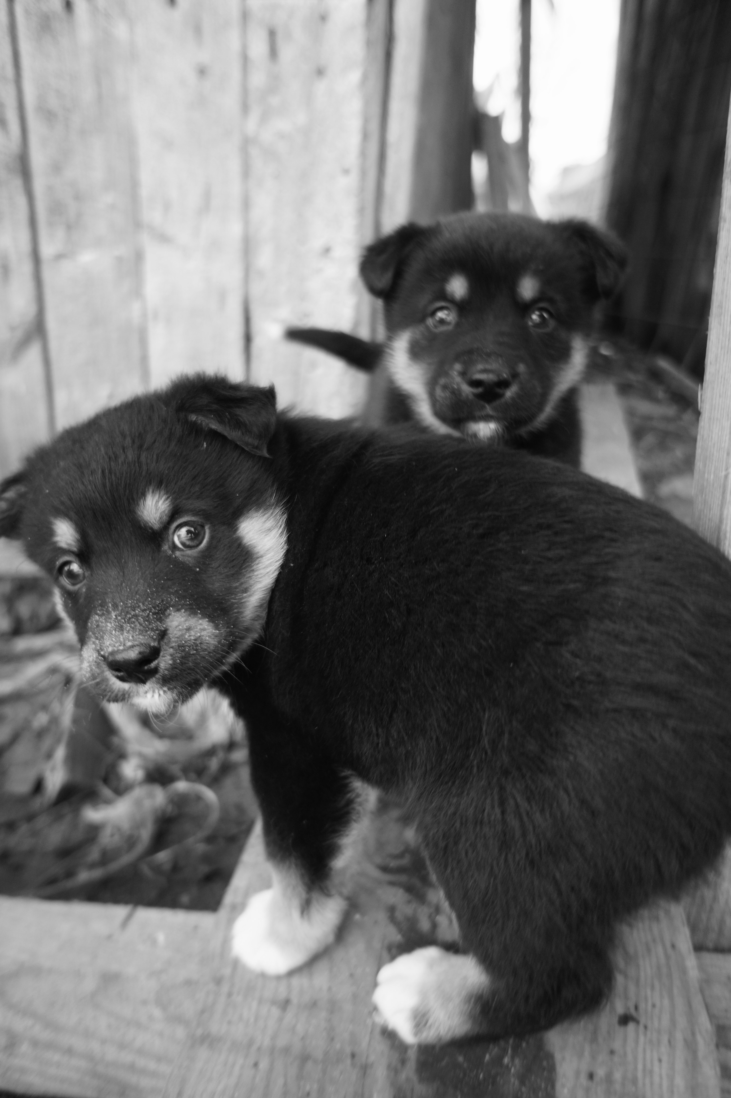 Dogs. Профессиональный фотограф