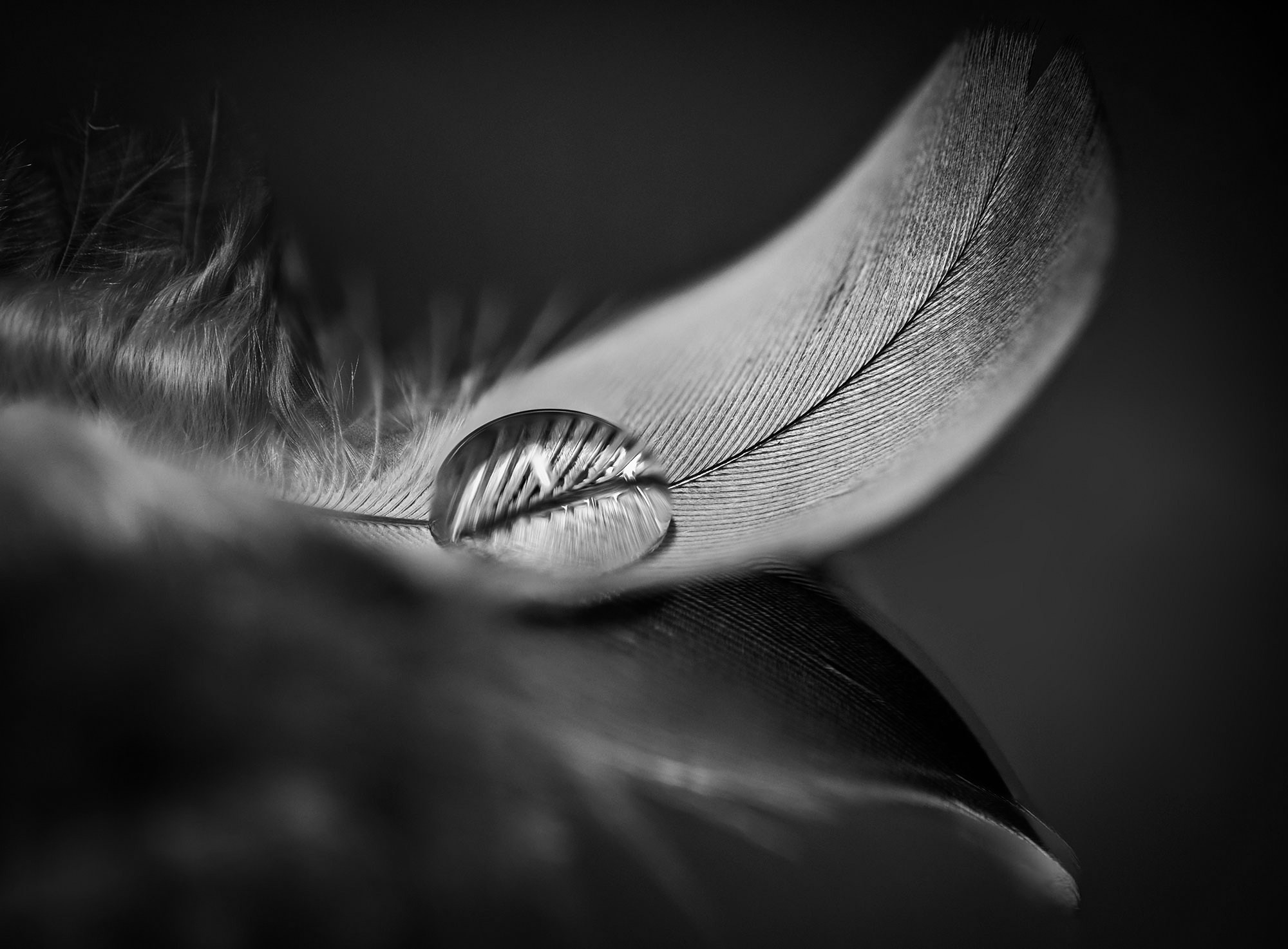 Макросъемка