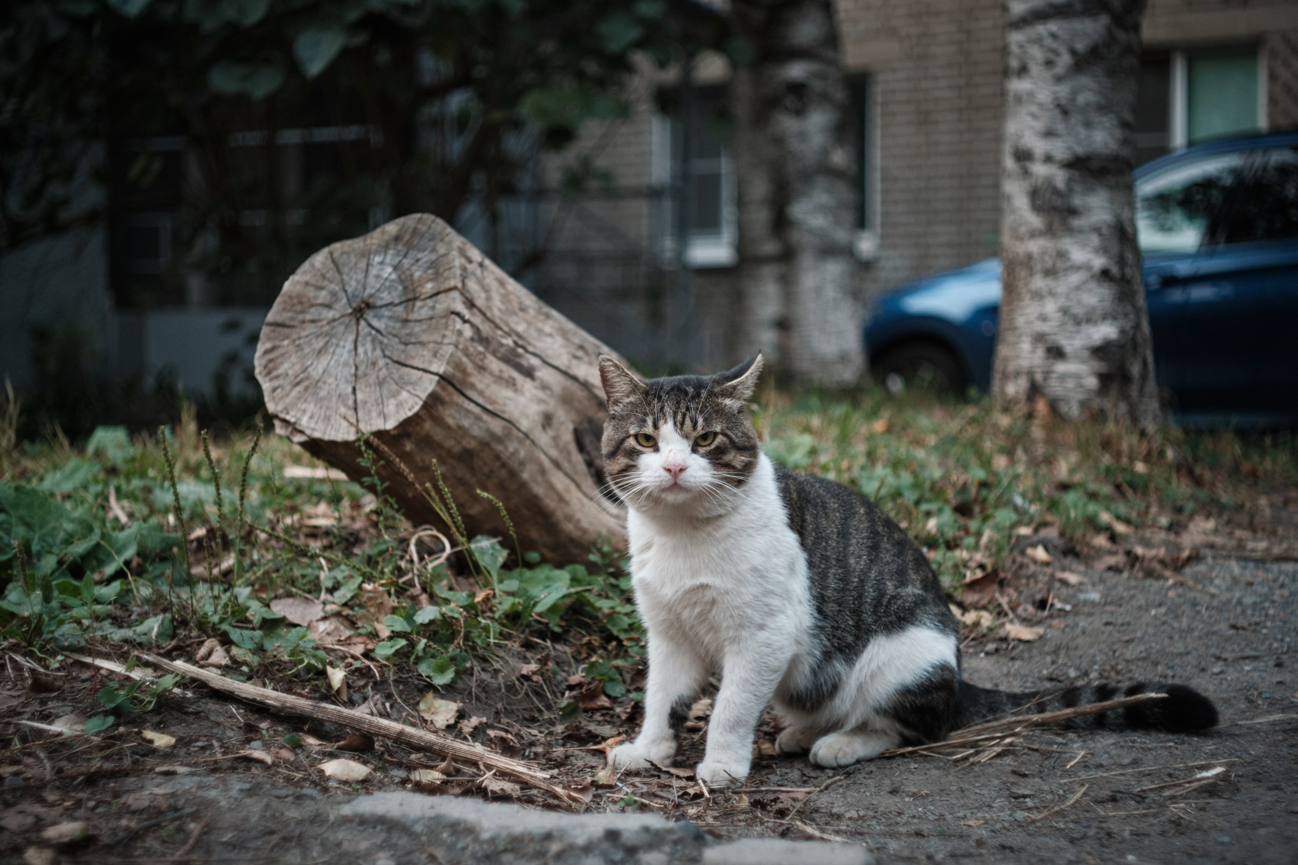 Котики. Фотограф портретный архитектурный лавстори будуар Санкт-Петербург Виктор Иванов