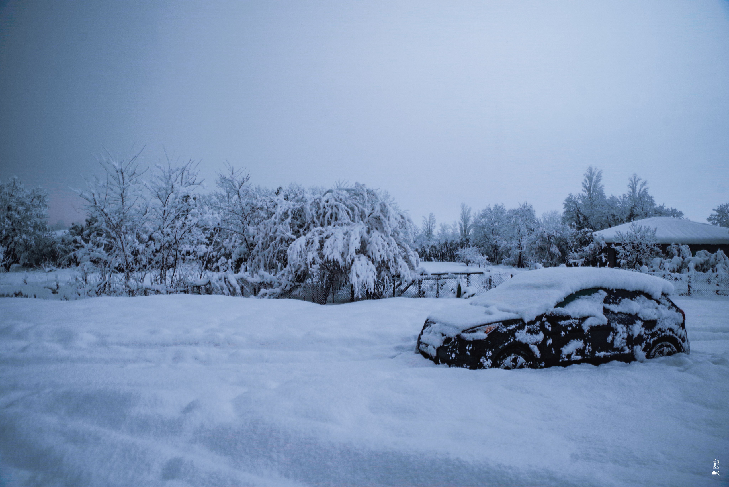 Спящий Менджи зимой. Портретный фотограф Денис Милютин
