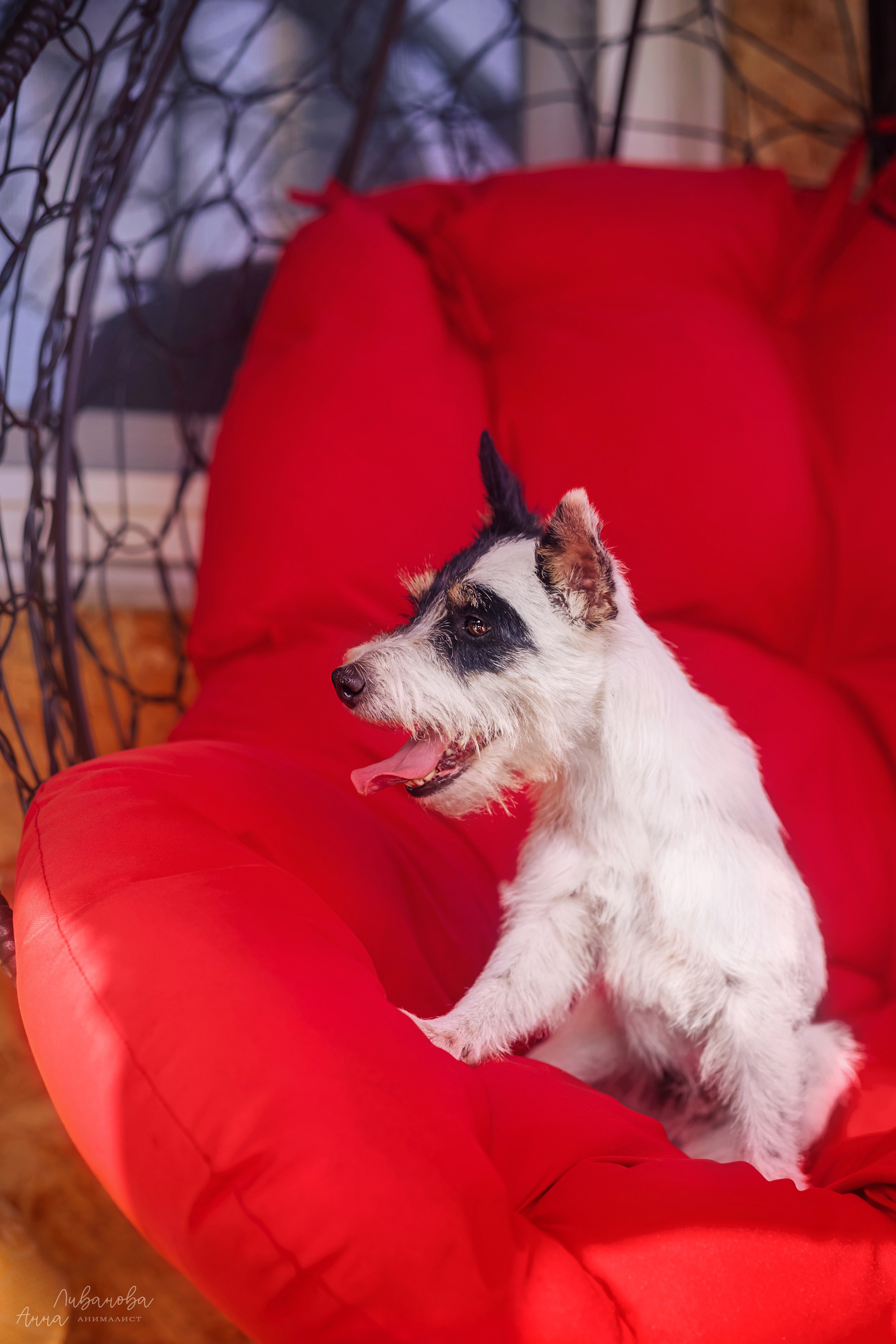 Рита и Ко. Фотограф анималист Аня Ливанова | Рыбинск