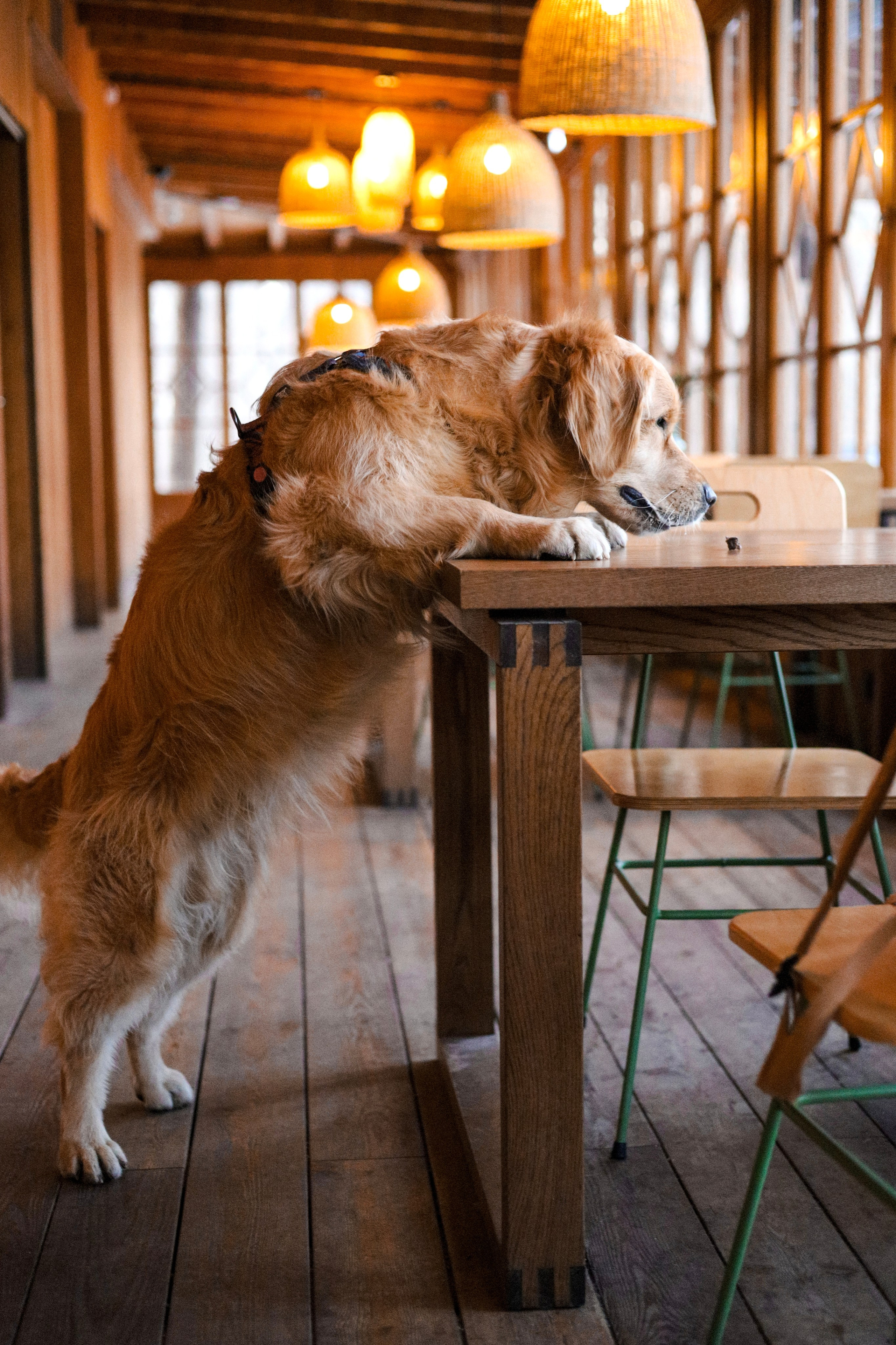 Лёва и Катя. Фотограф-анималист Ксения Шевцова|Москва