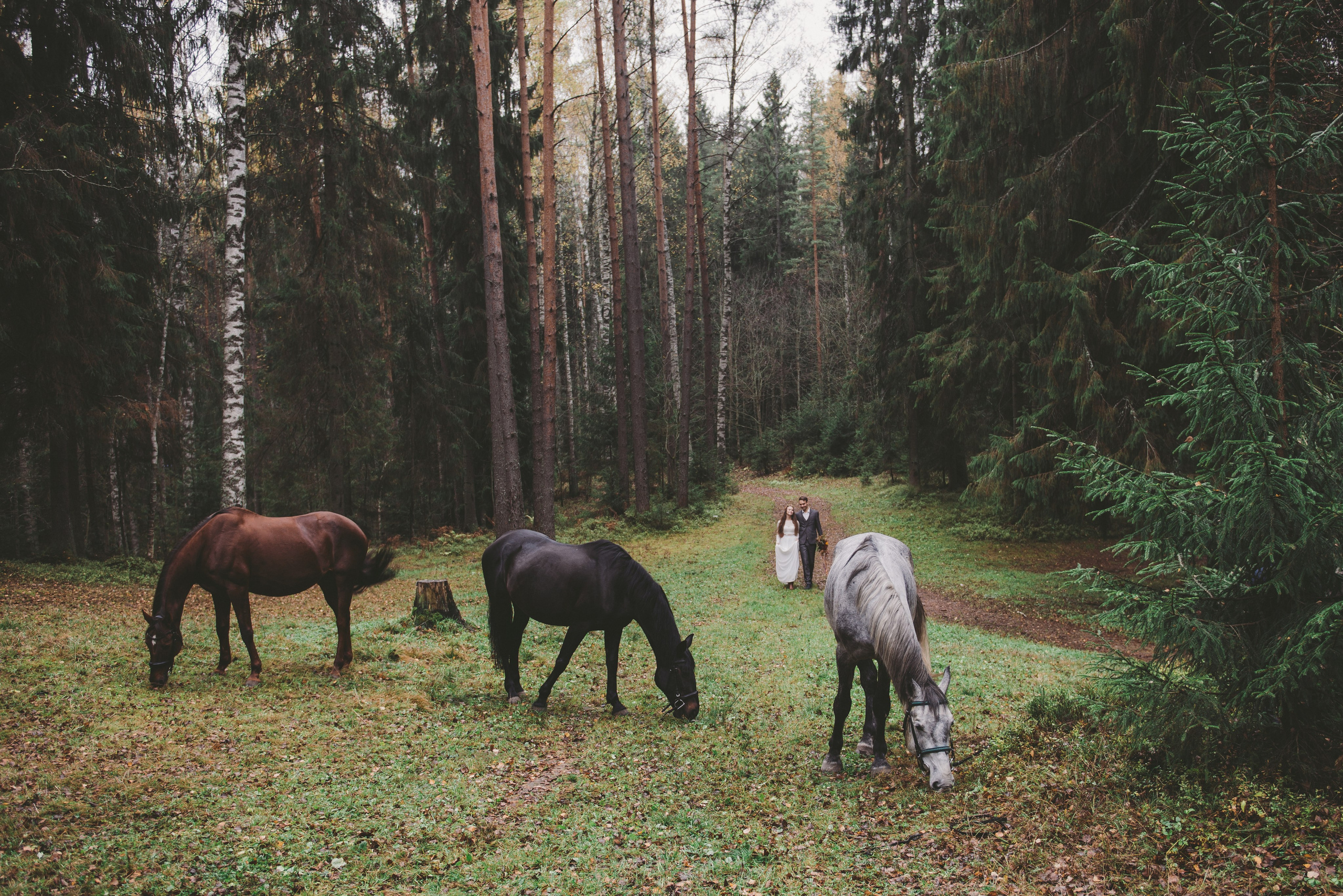 Лесная сказка с лошадками. Свадебный и семейный фотограф София Невская
