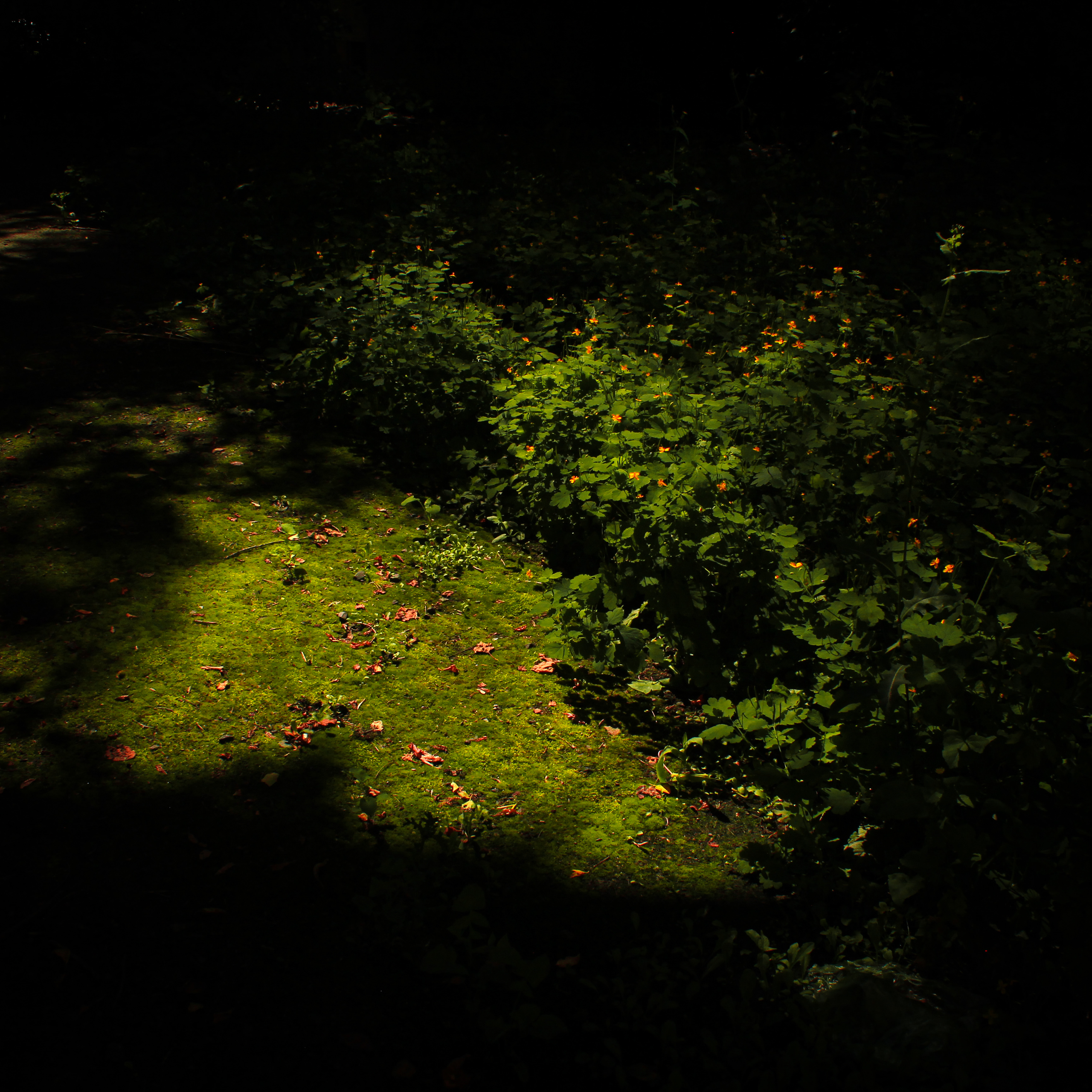 Summertime. Фотограф/дизайнер в Екатеринбурге Хитрый Дмитрий