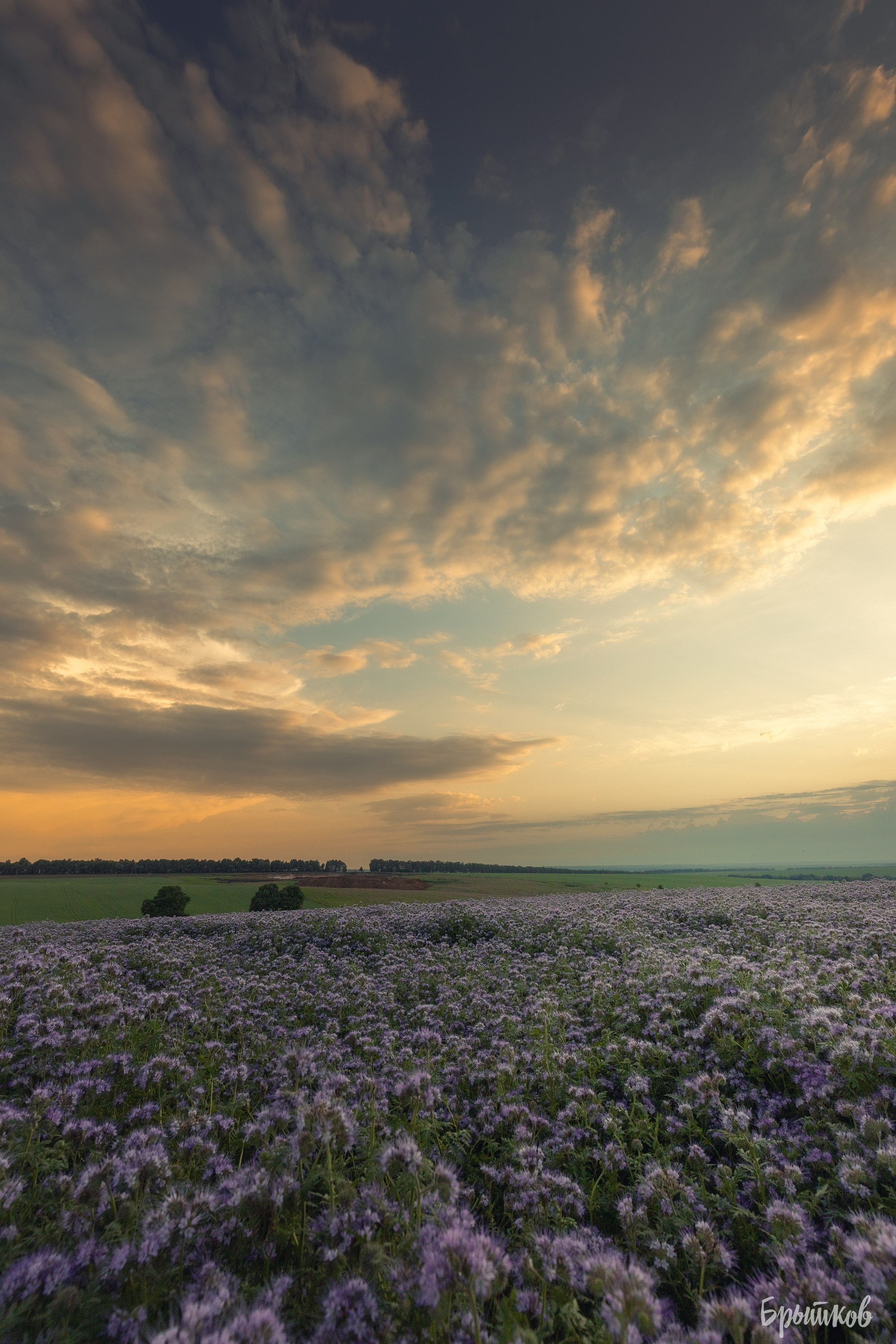 Фацелия. Николай Брытков — фотограф в Туле