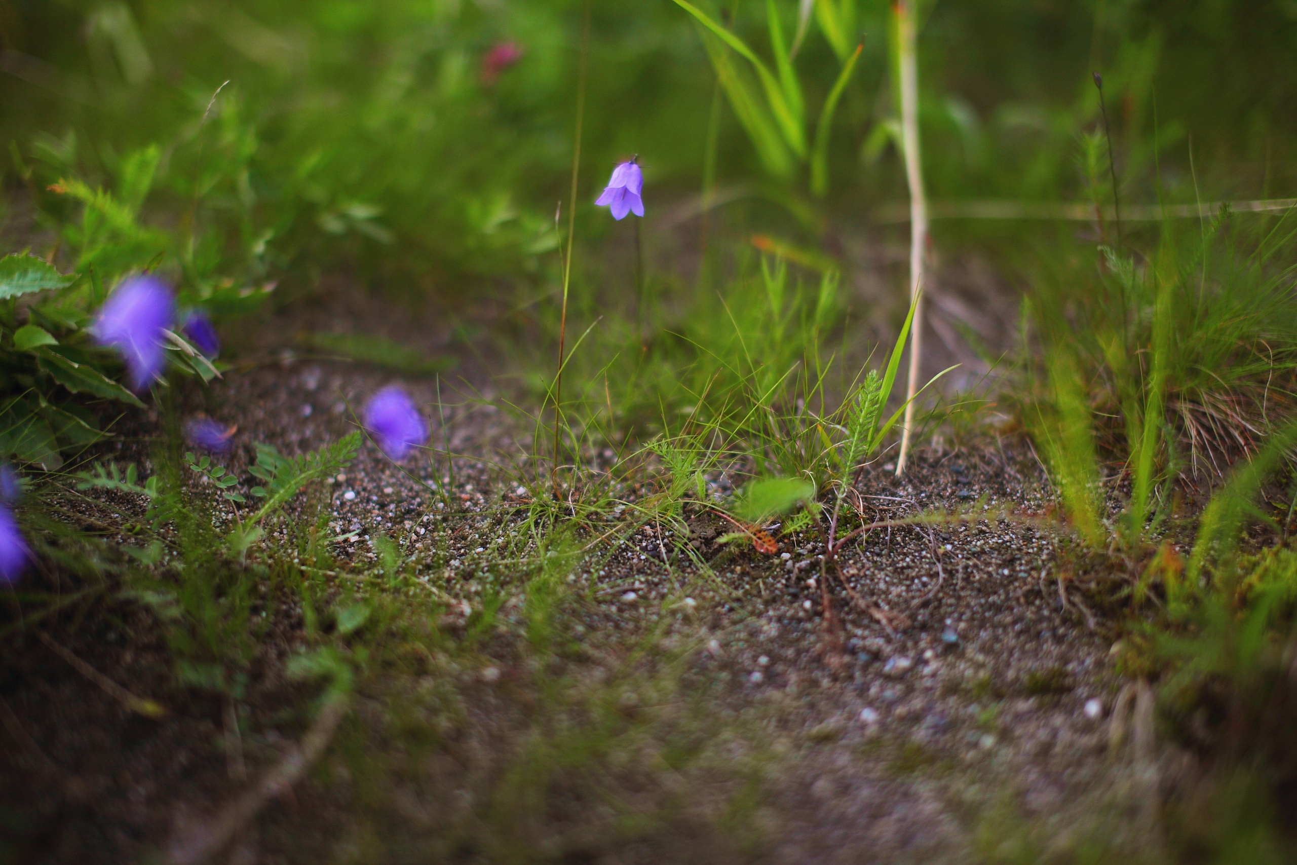 Полярный Урал. Свадебный и репортажный фотограф в Ярославле и Санкт-Петербурге Роман Микрюков