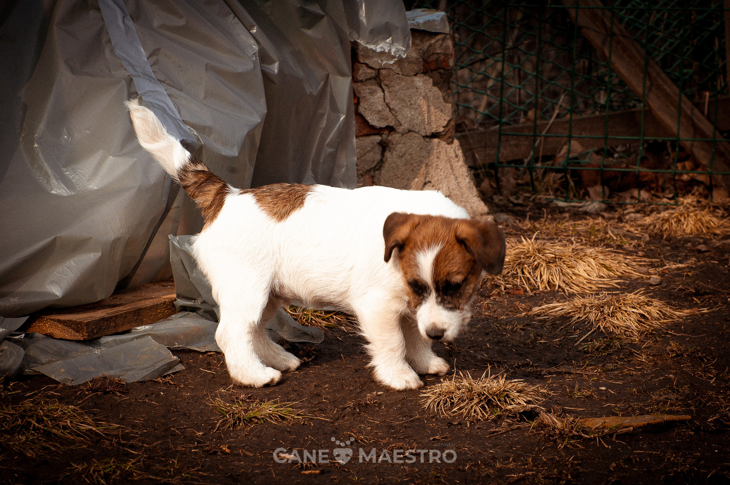 Мальчик 2. Кобель бело-рыжий. Джек рассел терьер щенок. КАНЕ МАЭСТРО — питомник Джек рассел терьеров