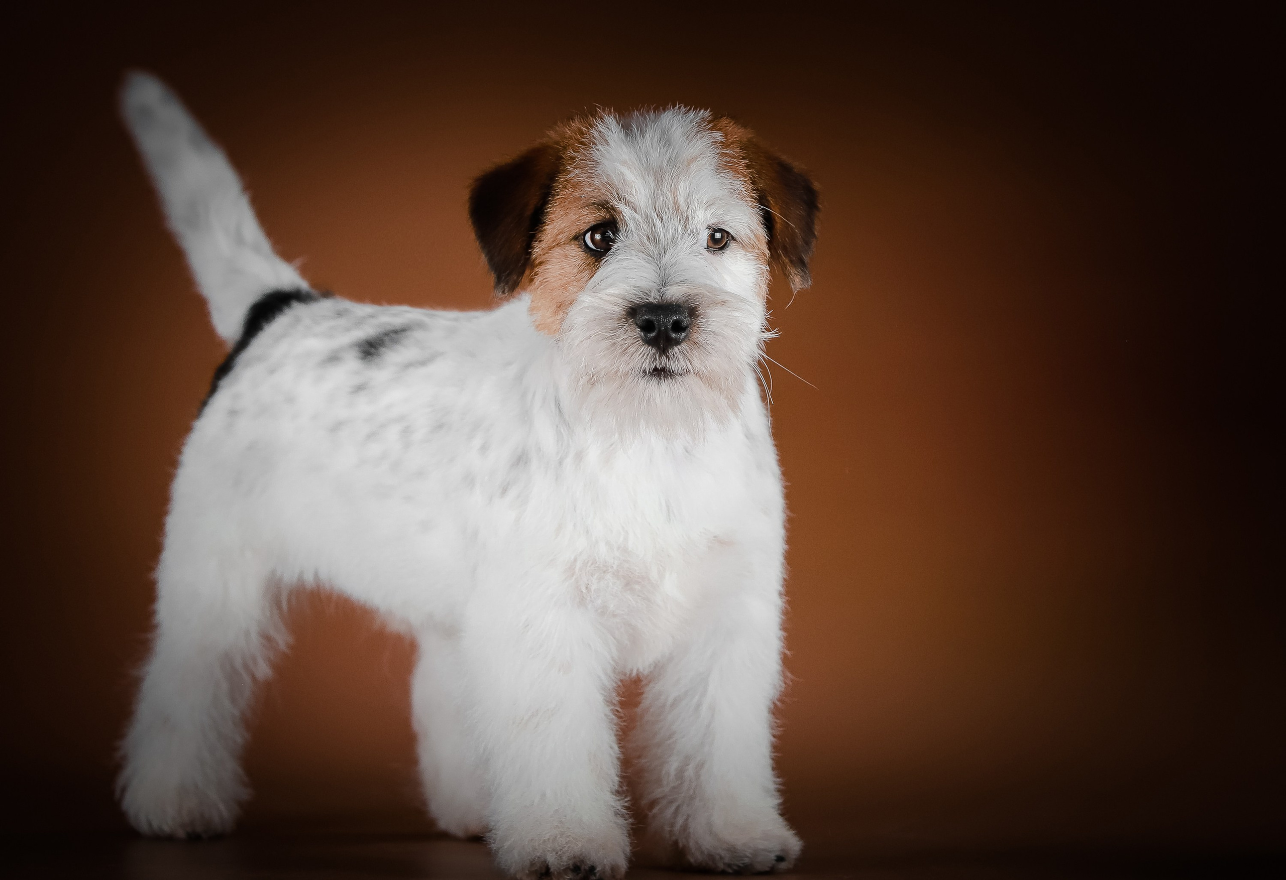 Триколорный кобель. Жесткошерстный. Джек рассел терьер продажа. КАНЕ МАЭСТРО — питомник Джек рассел терьеров