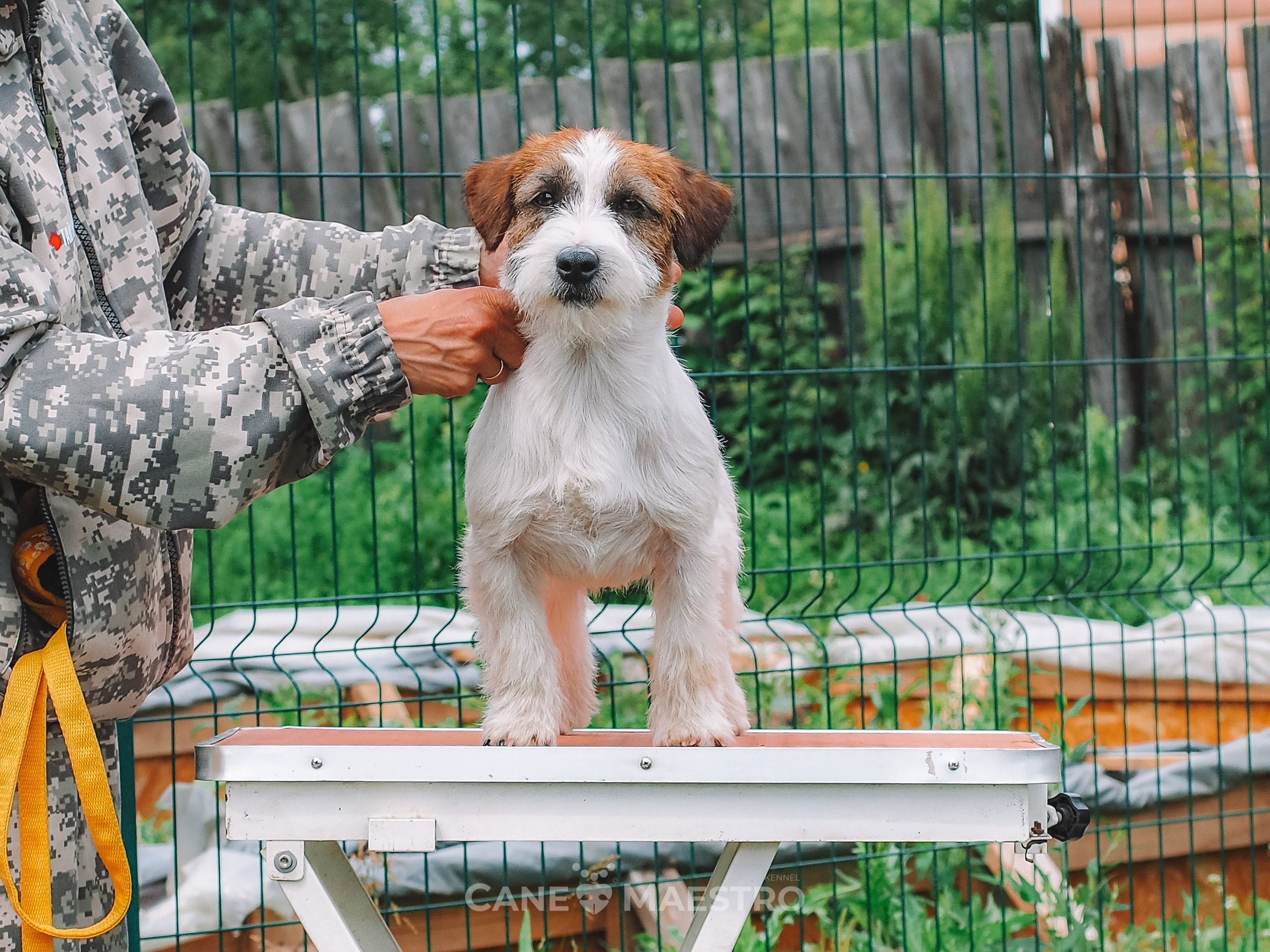 Кобель ХАН СОЛО. CANE MAESTRO — kennel Jack Russell Terrier