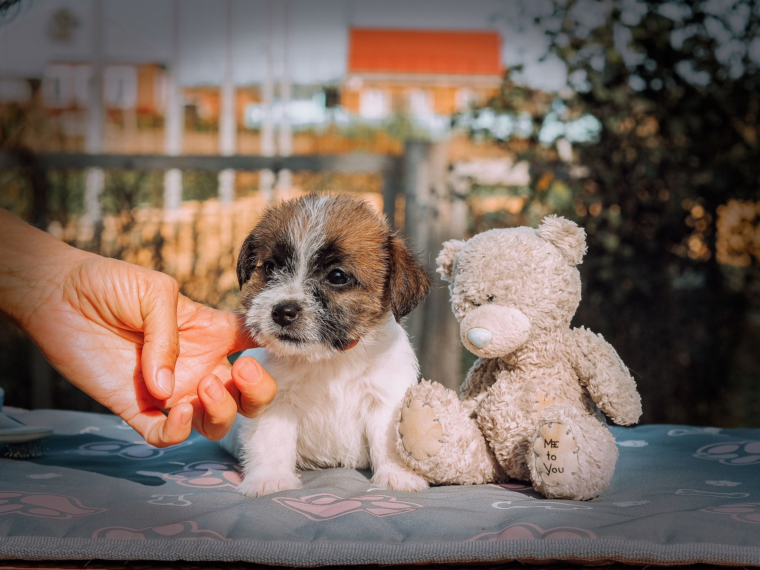 X_female_2_b-t. CANE MAESTRO — kennel Jack Russell Terrier