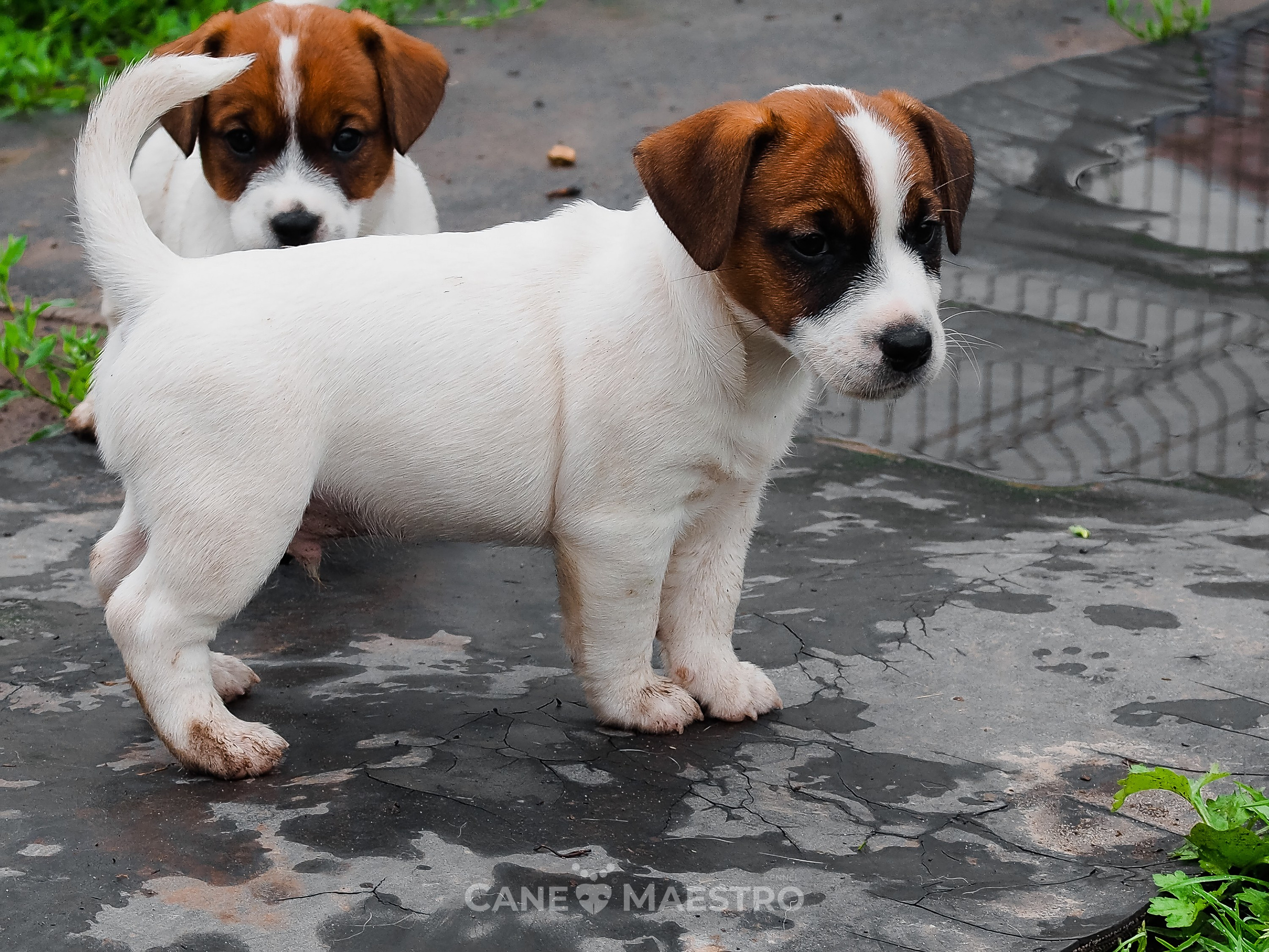 Ш_MALE_1_SHAMPAN. CANE MAESTRO — kennel Jack Russell Terrier