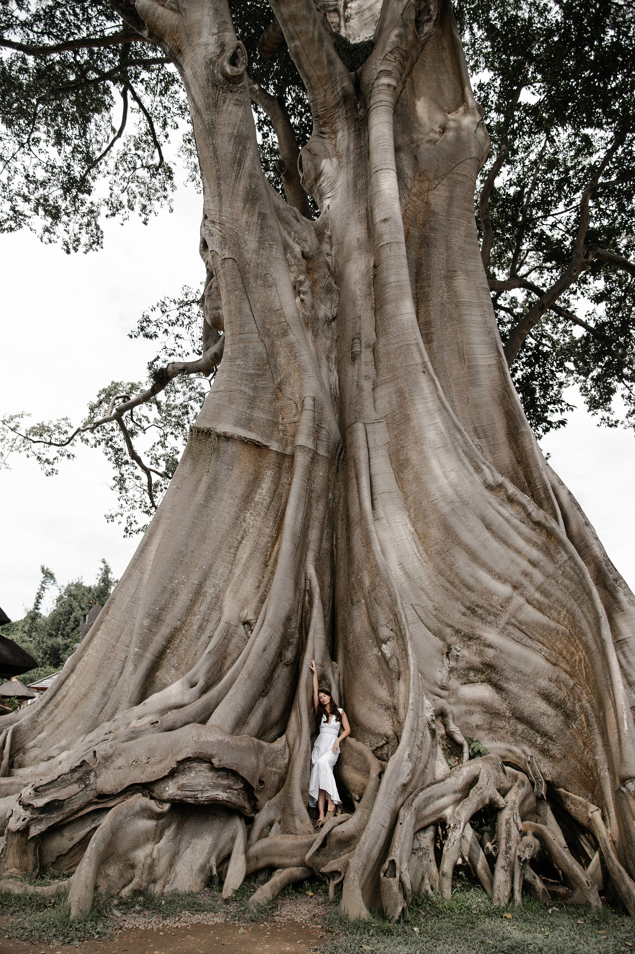Bayan Tree. Свадебный фотограф в Ростове Максимов Максим