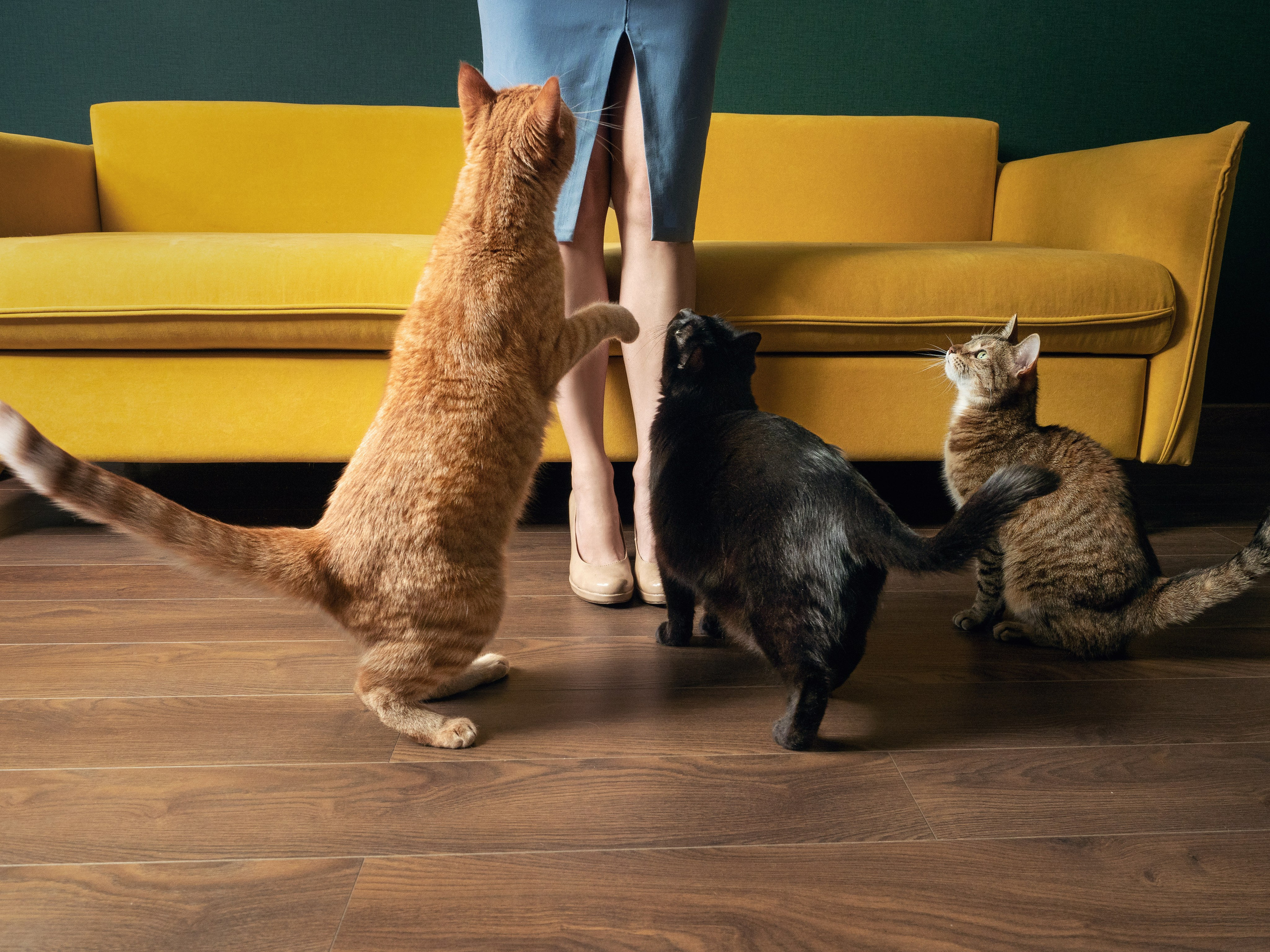 Домашняя съёмка. Фотограф животных и людей в Санкт-Петербурге Дарья Быстрицкая