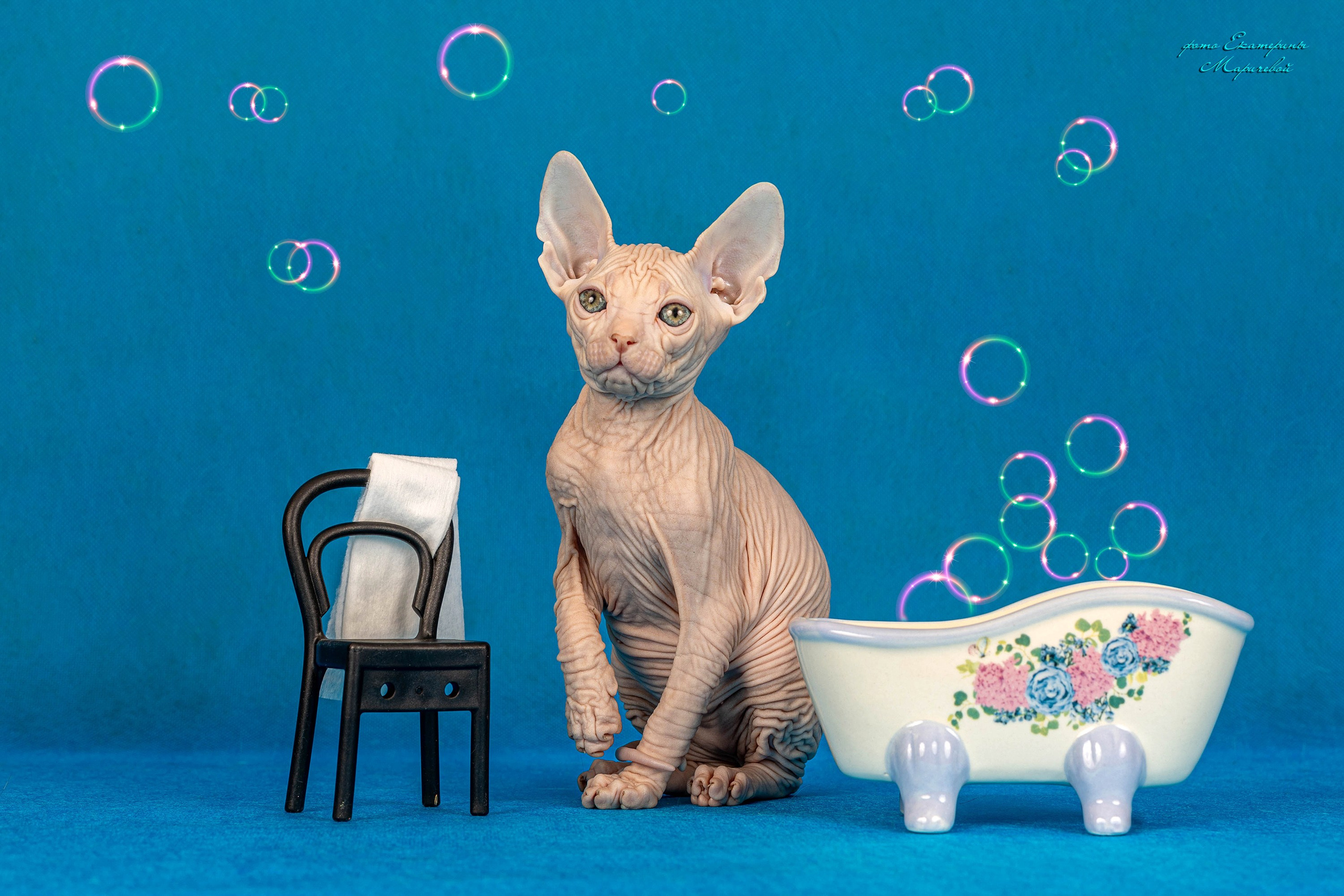 Галерея котят. Фотограф-анималист в Омске Екатерина Маричева