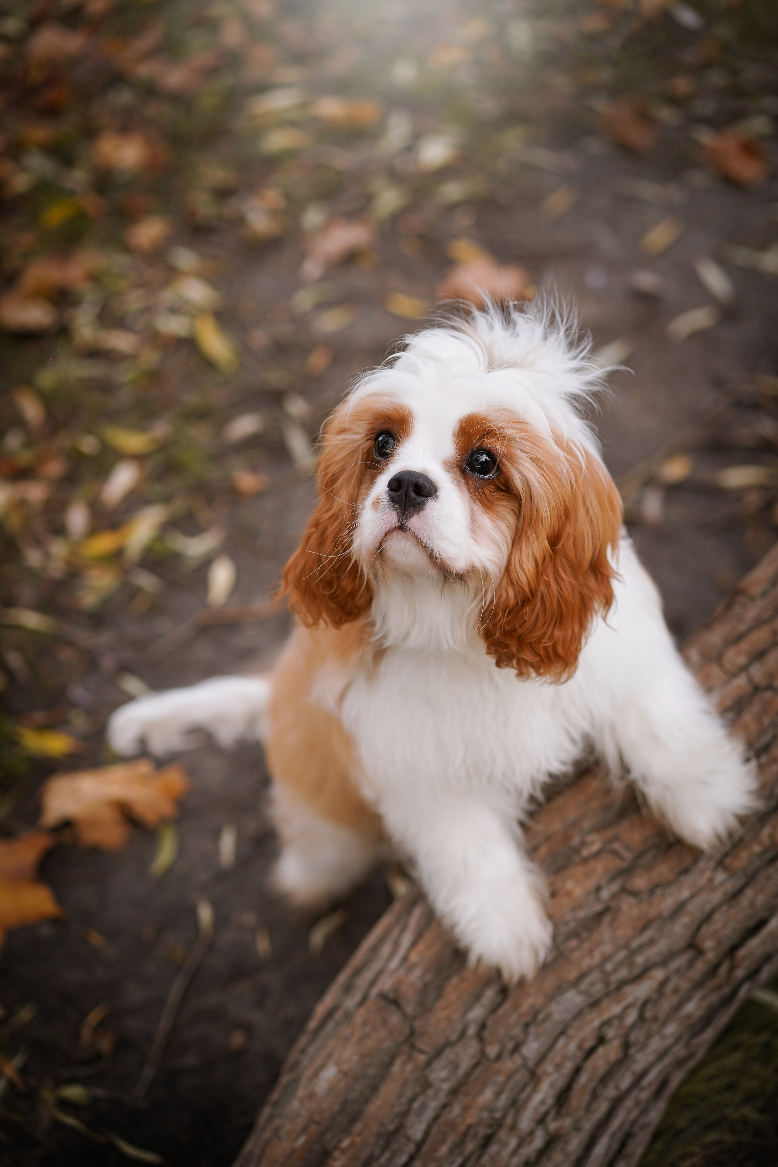 Катя Валера Саша и кавалерчики. Фотограф-анималист в Санкт-Петербурге Яна Мартынова