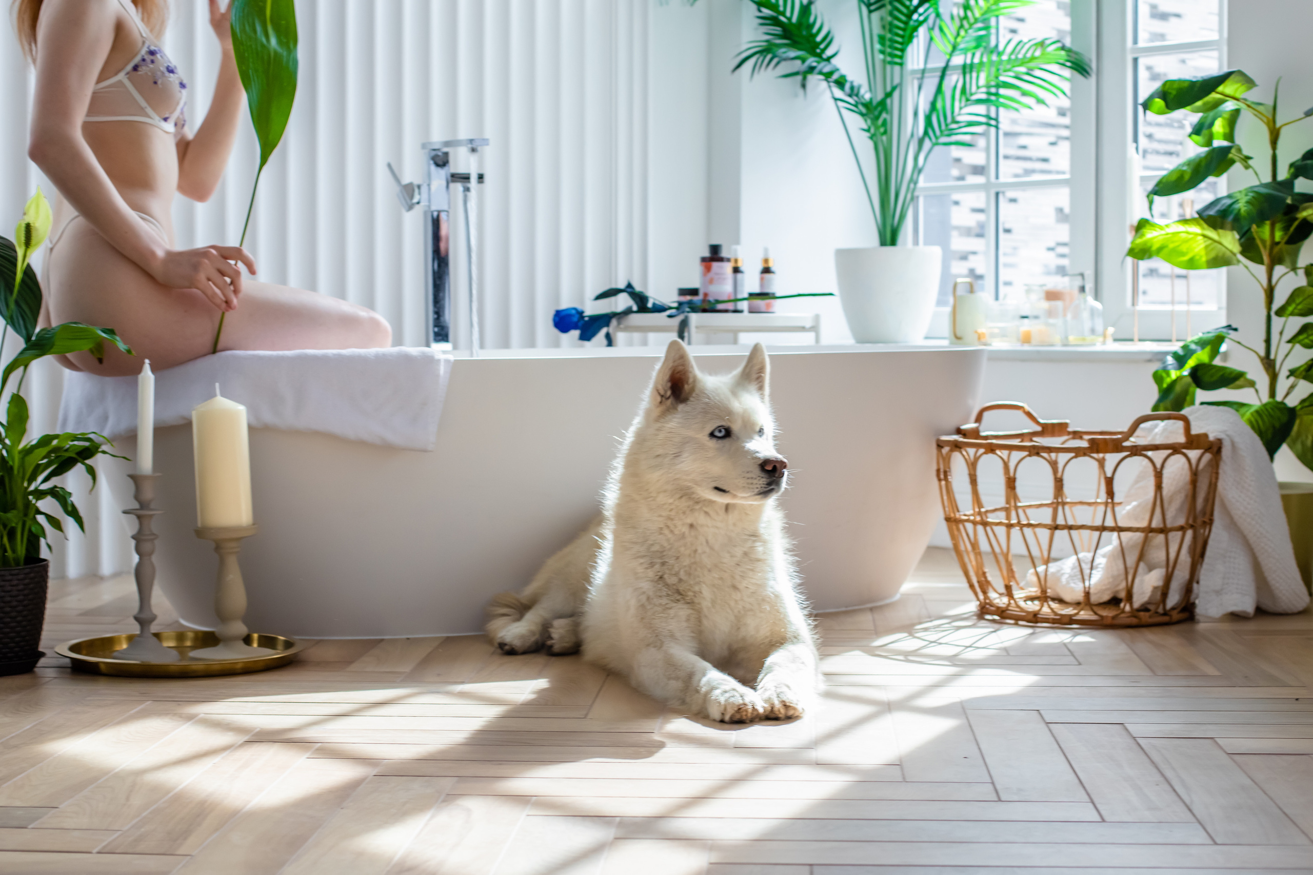 Хаски. Elena Sova — семейный и женский фотограф в Санкт-Петербурге