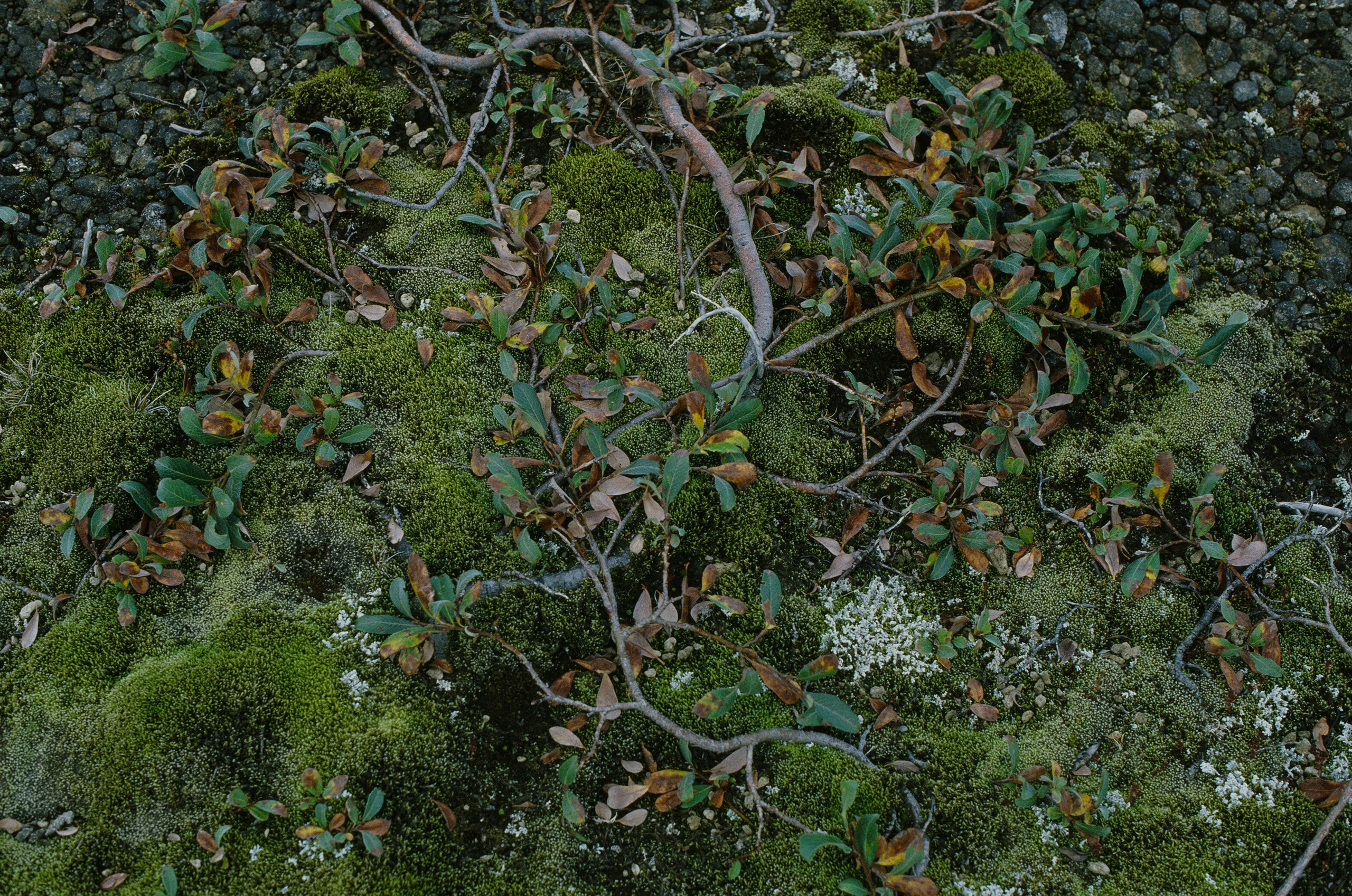 Bloodline // iceland, f907. EVER EXPOSED