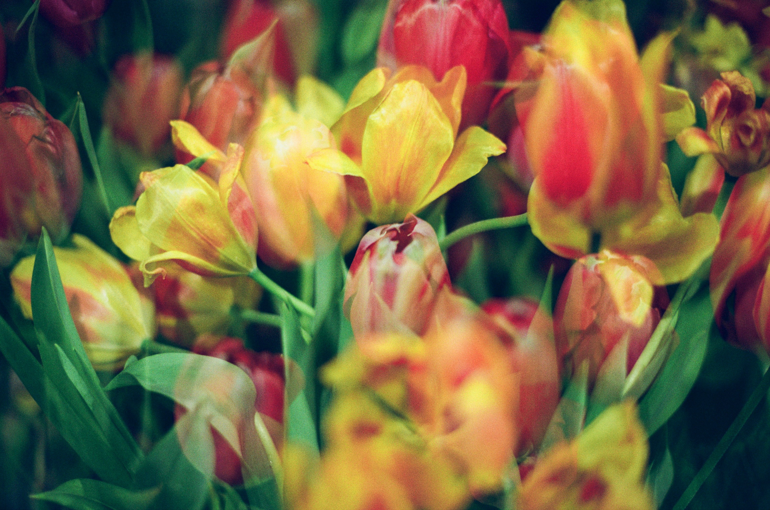 If i get high IV. EVER EXPOSED