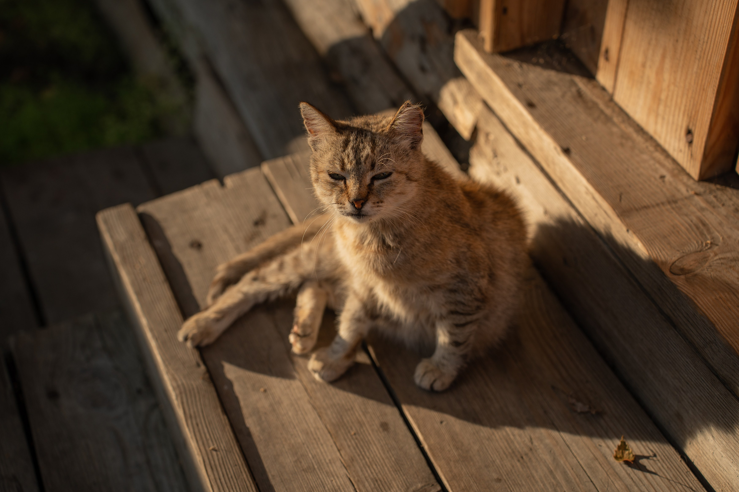 Анимализм. Портретный фотограф Олеся Владимирова в Москве