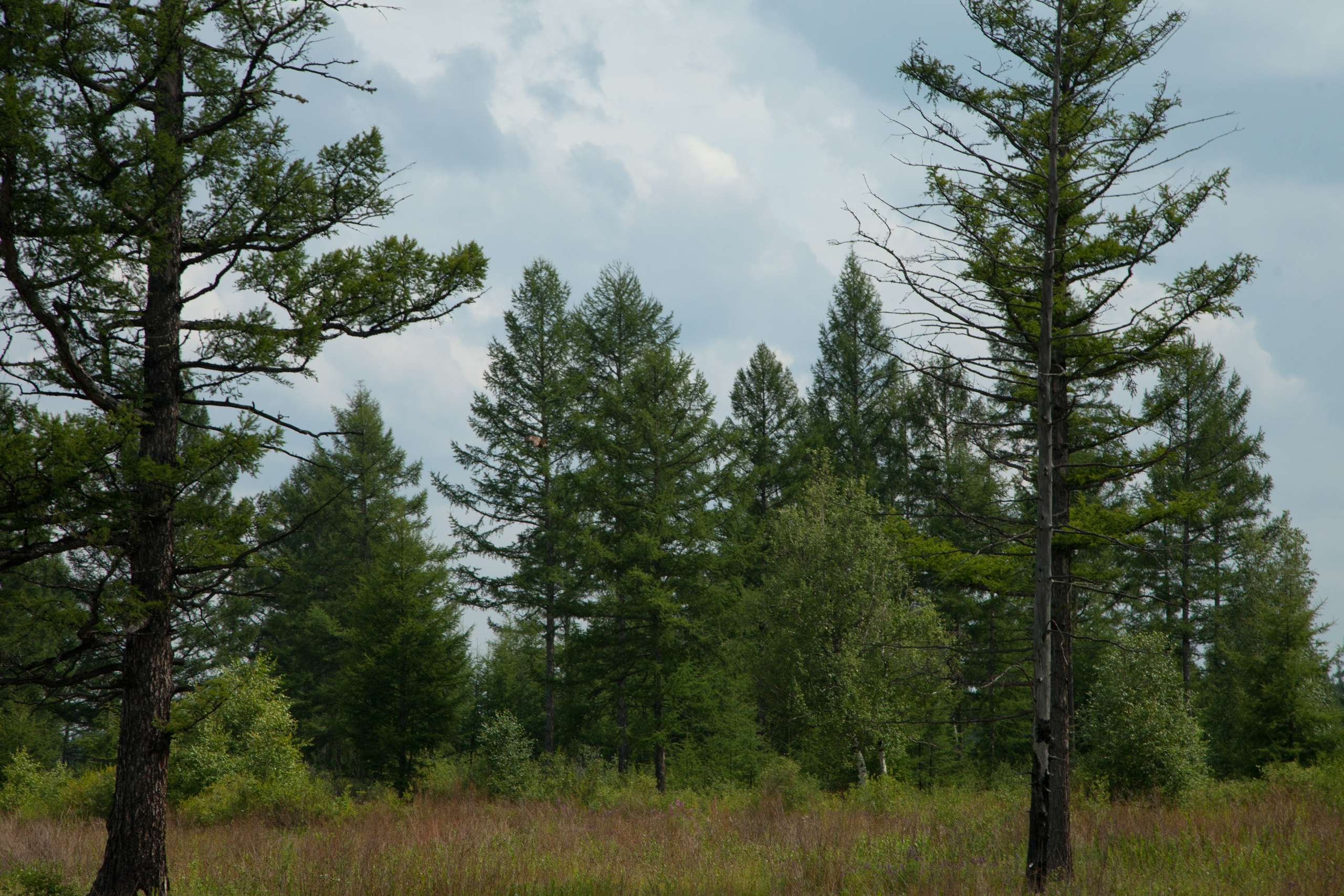 Фото Природы Забайкалья. Студия Максима Белослюдцева
