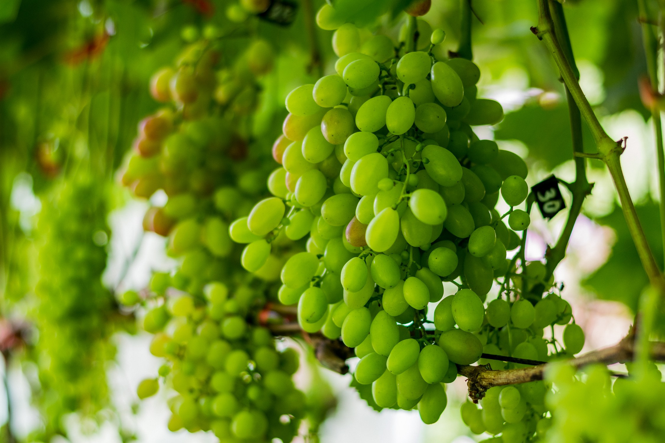 Антон Курдюмов фотограф в Хабаровске Рина Курдюмова фото27 foto27 Антон Дорофеев репортажный репортаж документалист Тони и Рина фотосоздатели Виноградники Хехцир 2024 Хабаровск виноград дикий фермер фермерство дачный сезон