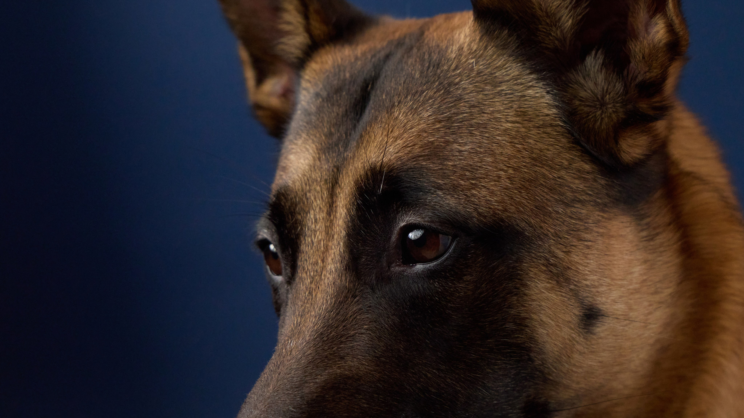 Presence. Dog Photographer Anna Averianova | Art & Commercial Pet Photography