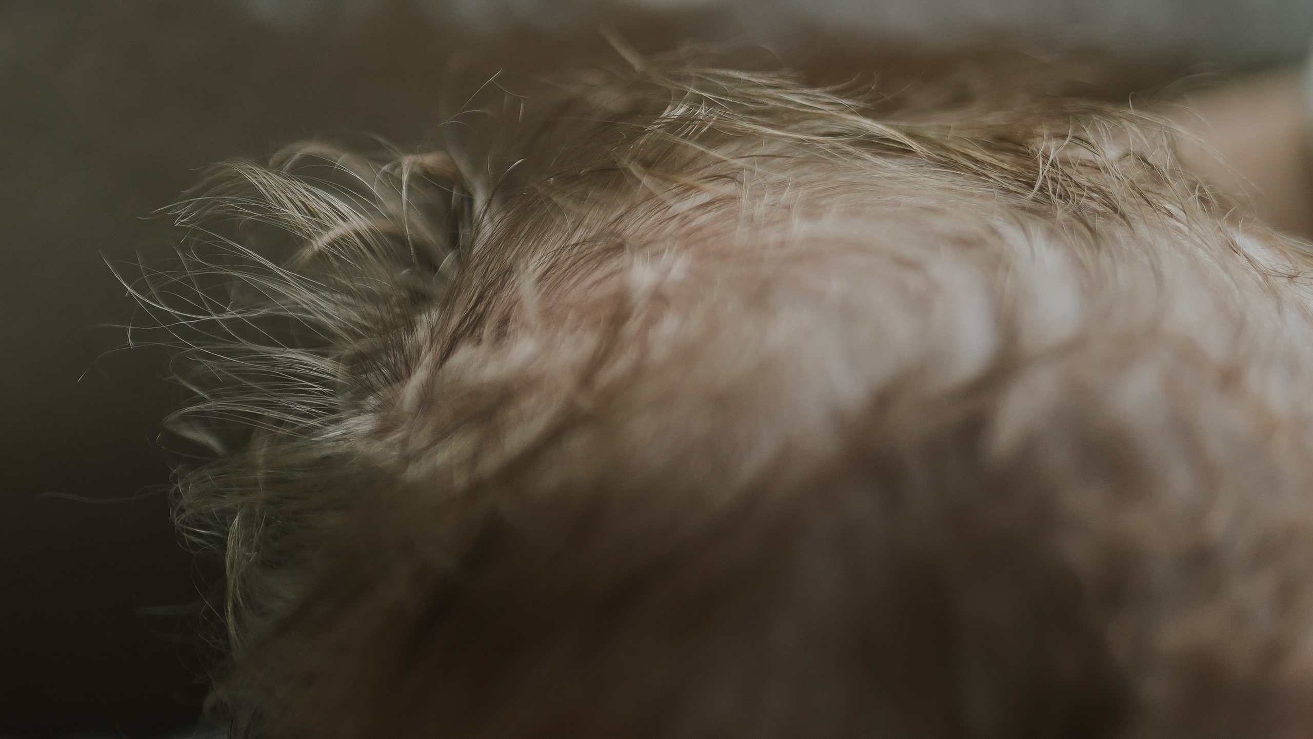 Newborn & Family Portraits — Heartfelt Austin Photography