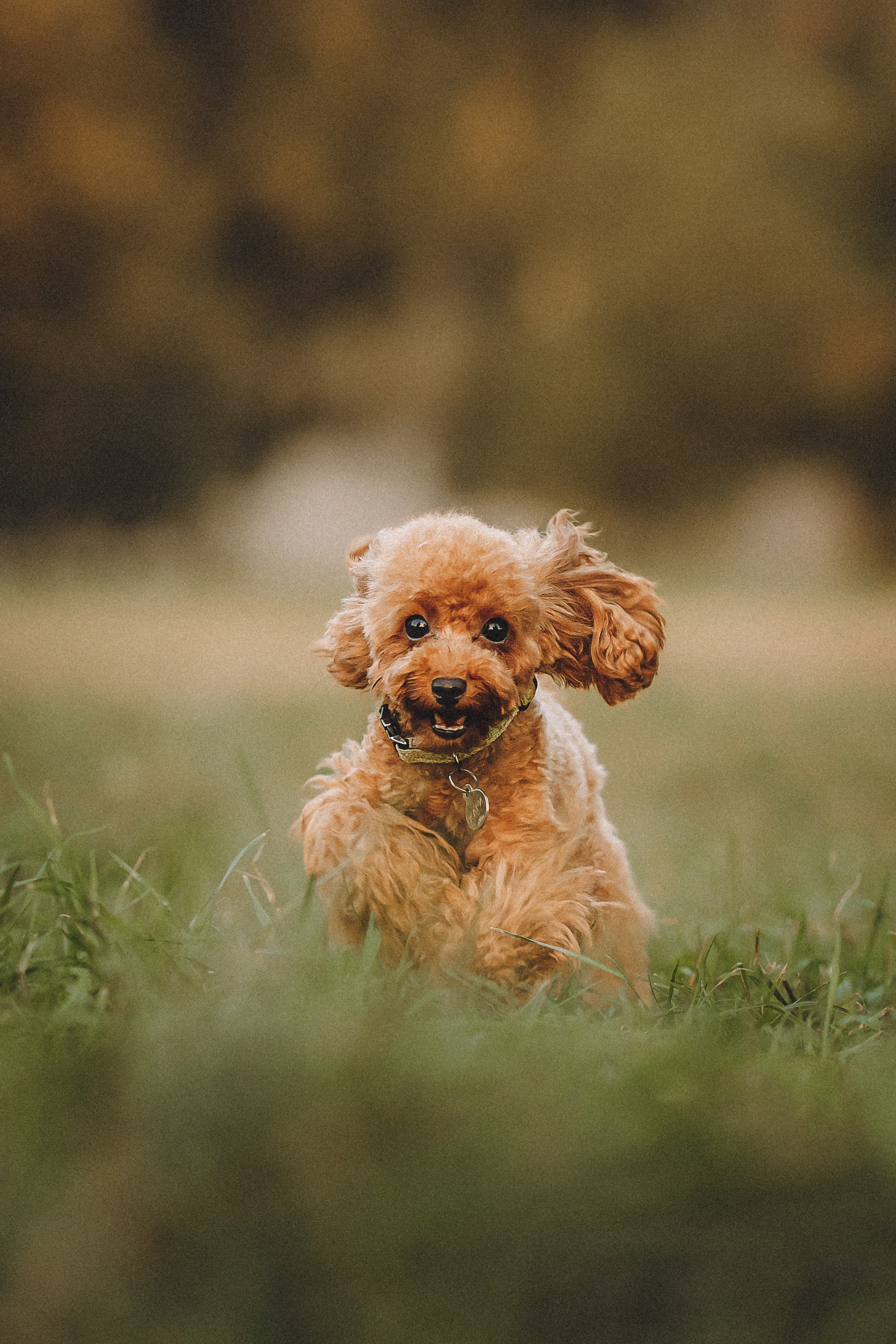 Гречка, Кари и щенки