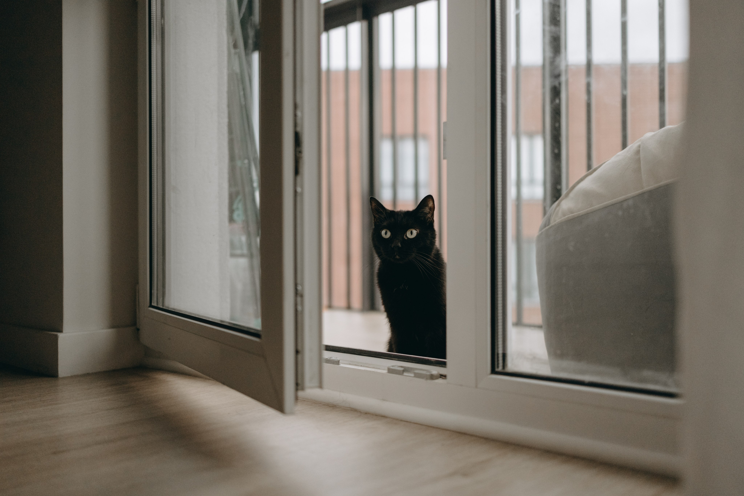 Настя, Никита и их Гром и Мяу. Фотограф — Анималист | Санкт-Петербург