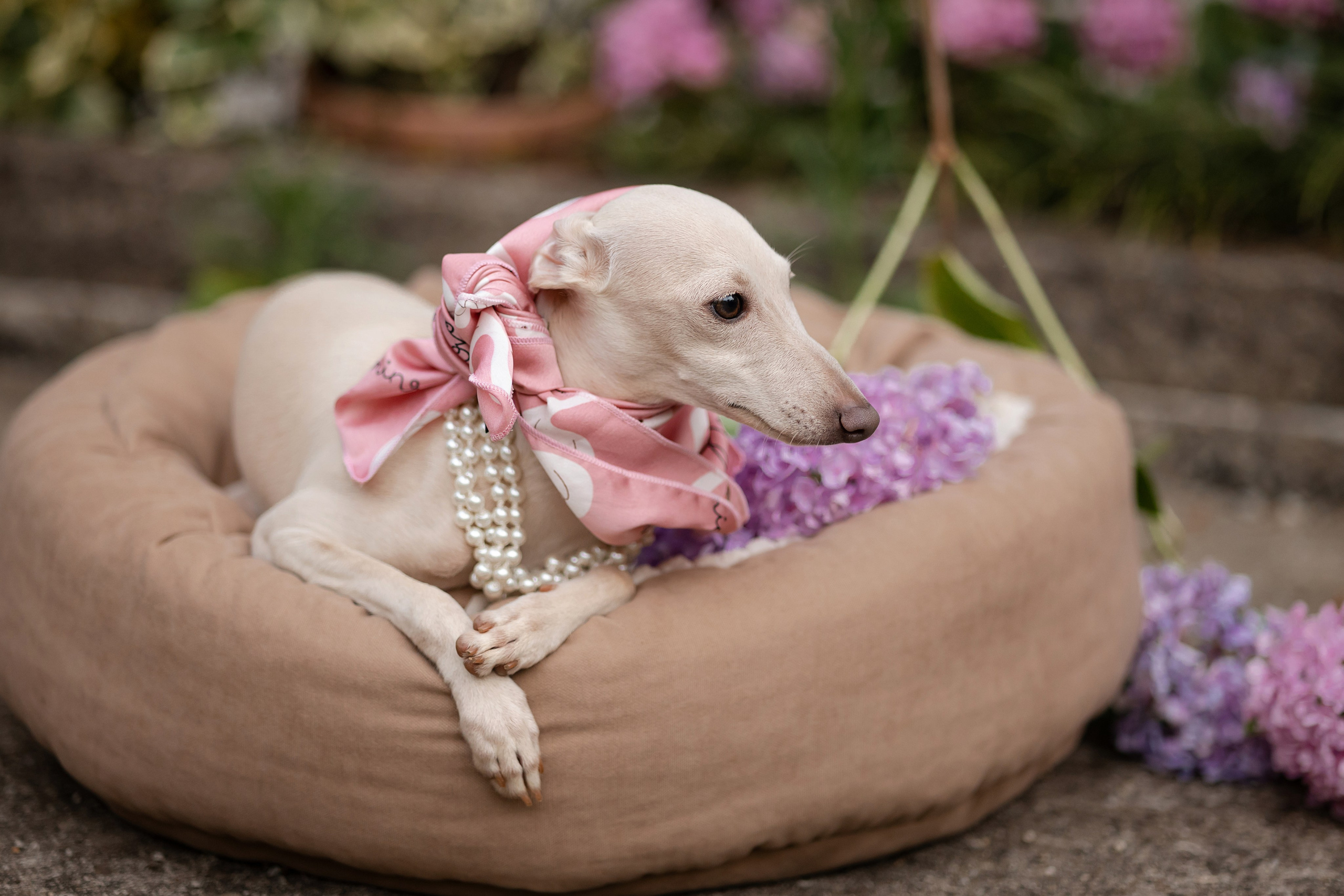 Asti Sapphire Yaasiina Laysan Cerulian. Профессиональный питомник левреток РКФ/FCI ASTI SAPPHIRE 💎 Сочи|Санкт-Петербург