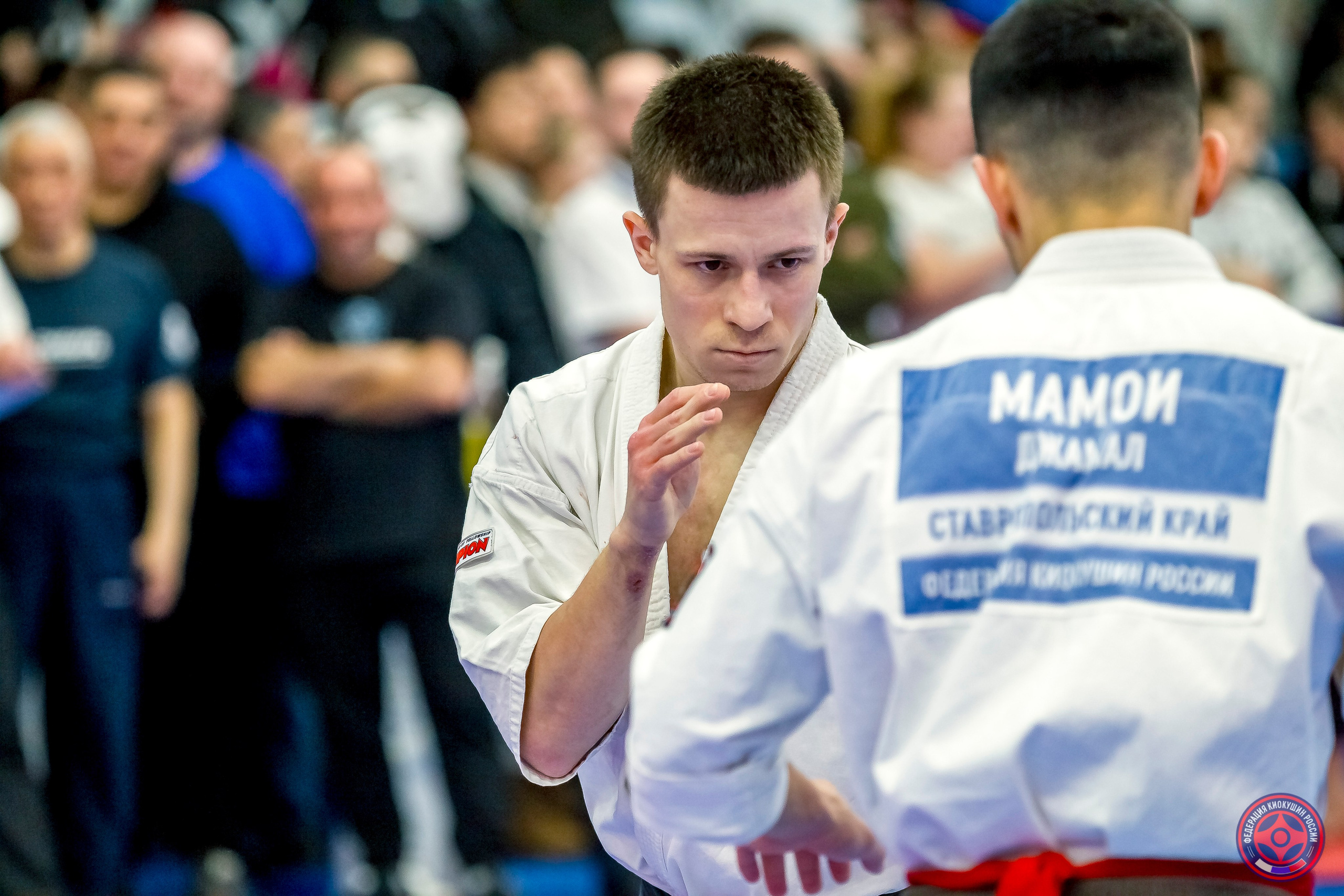 Международный турнир по киокушин «Открытый кубок Seiken». Репортажная съемка в Москве и области. Анималистика