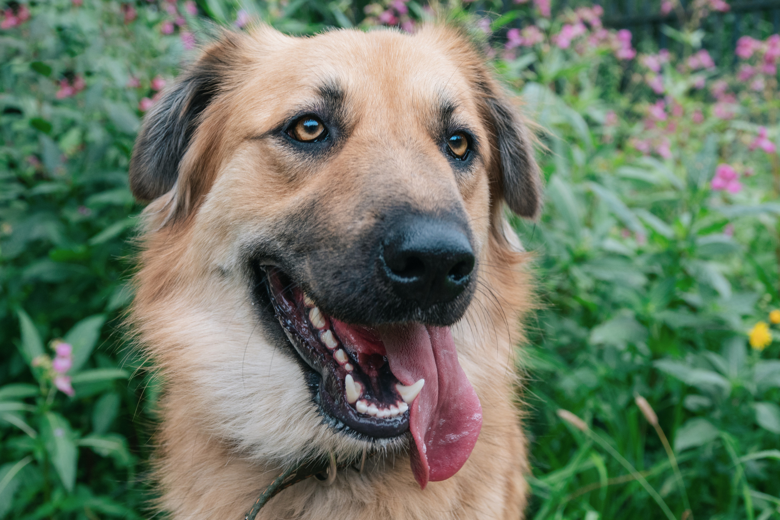 Собака с высунутым языком на фоне зеленой травы