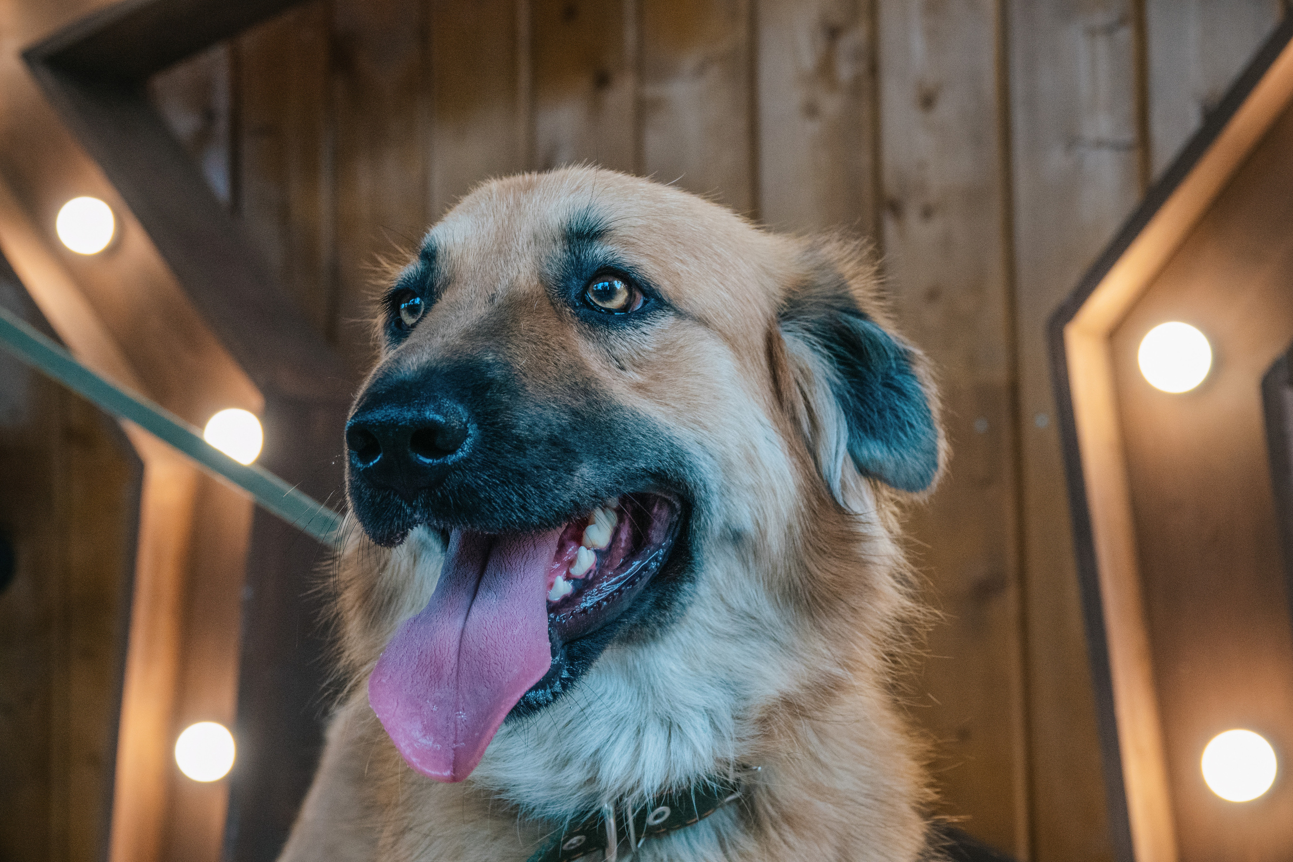 Портрет собаки с языком на фоне деревянного фона