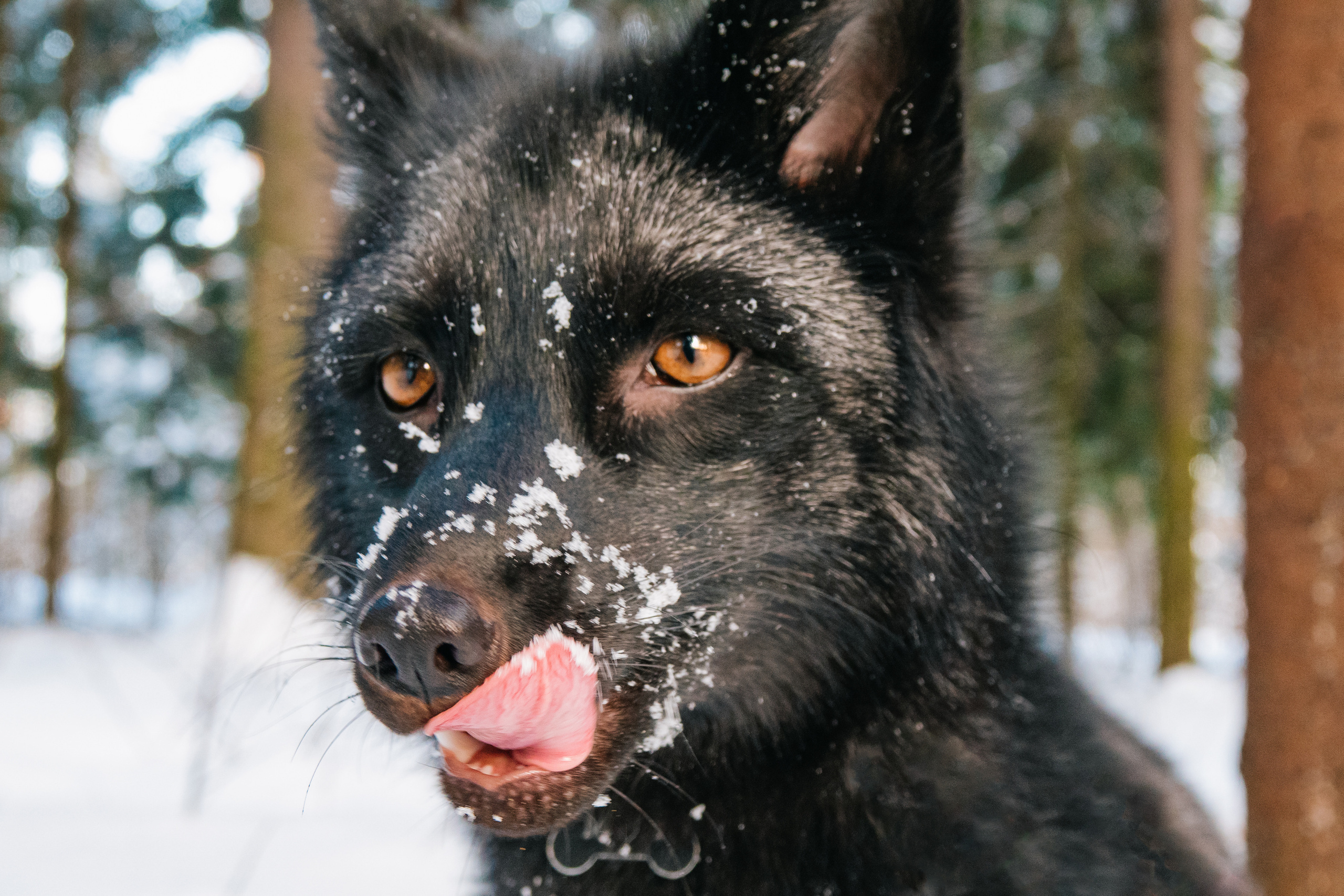 Лис Мун и его человек Влада. Фотограф-анималист в Москве Юлия Лайхо