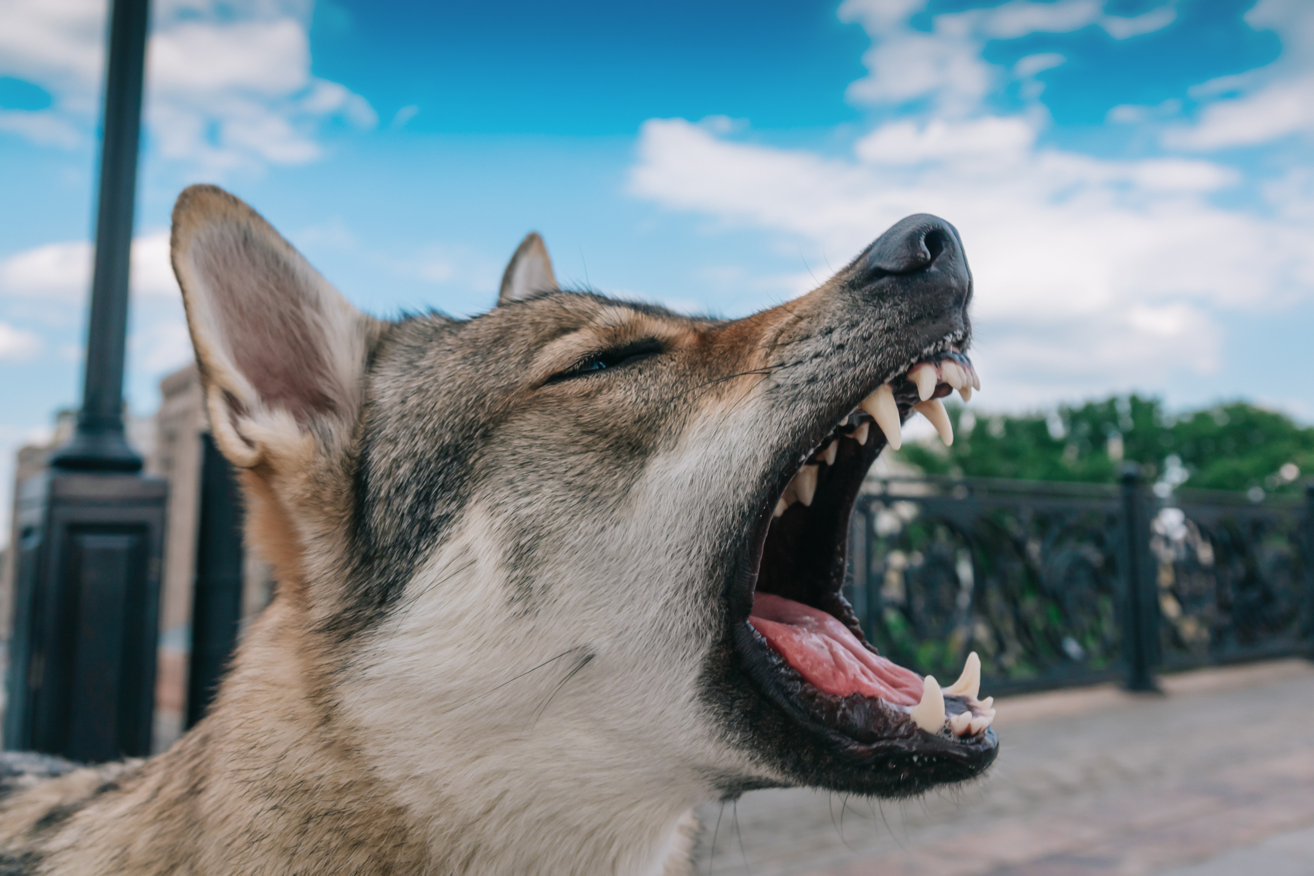 Влчак Дейна и её человек Юля. Фотограф-анималист в Москве Юлия Лайхо