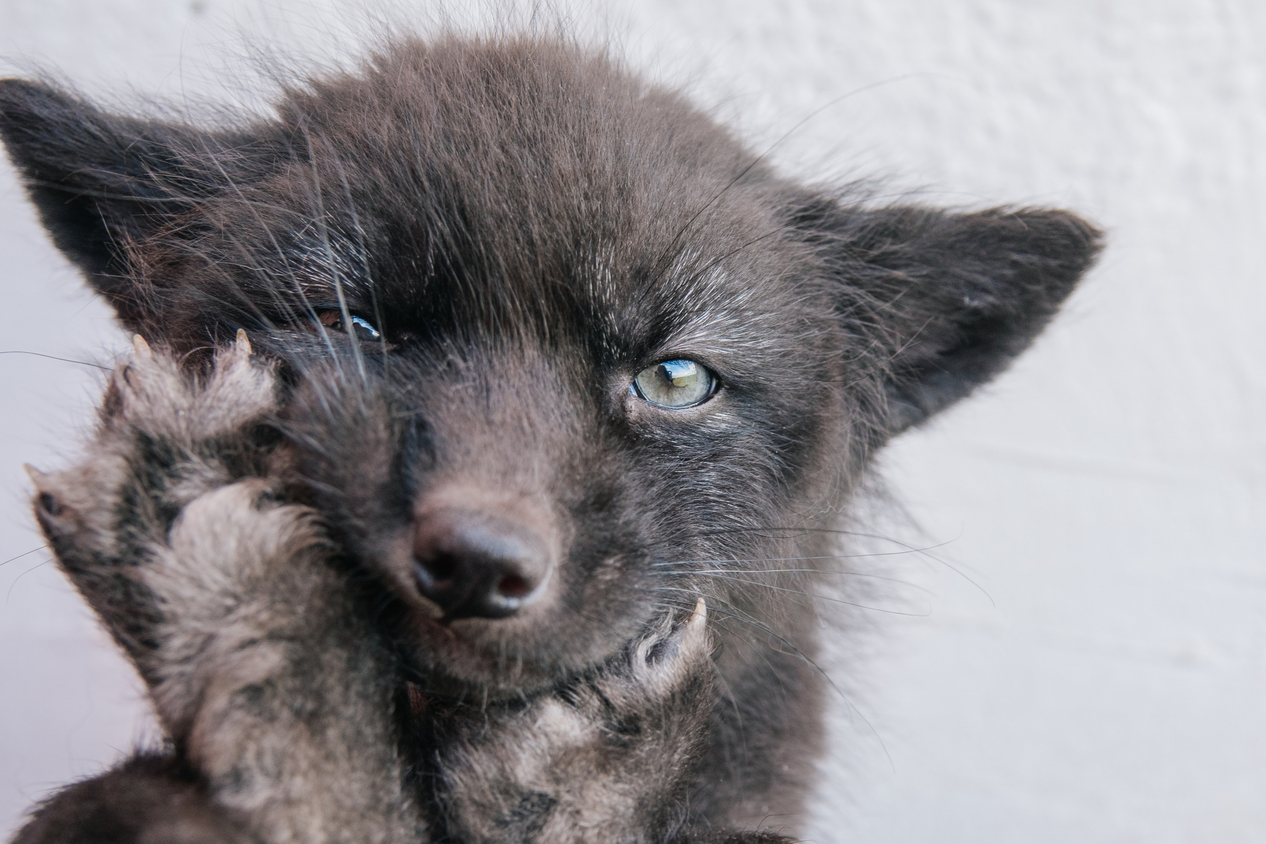 Малыши лисята. Фотограф-анималист в Москве Юлия Лайхо