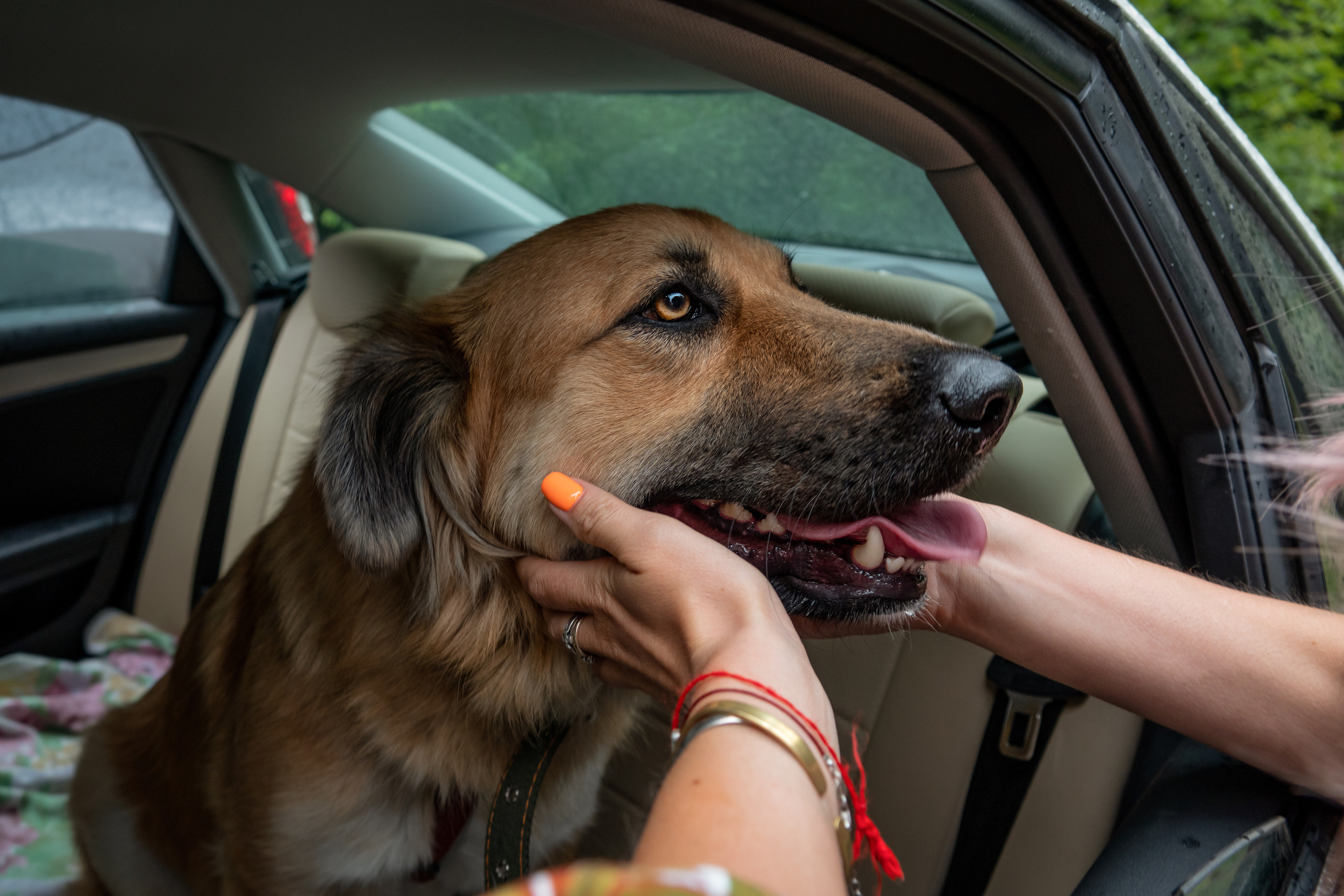 Пашка. Фотограф-анималист в Москве Юлия Лайхо