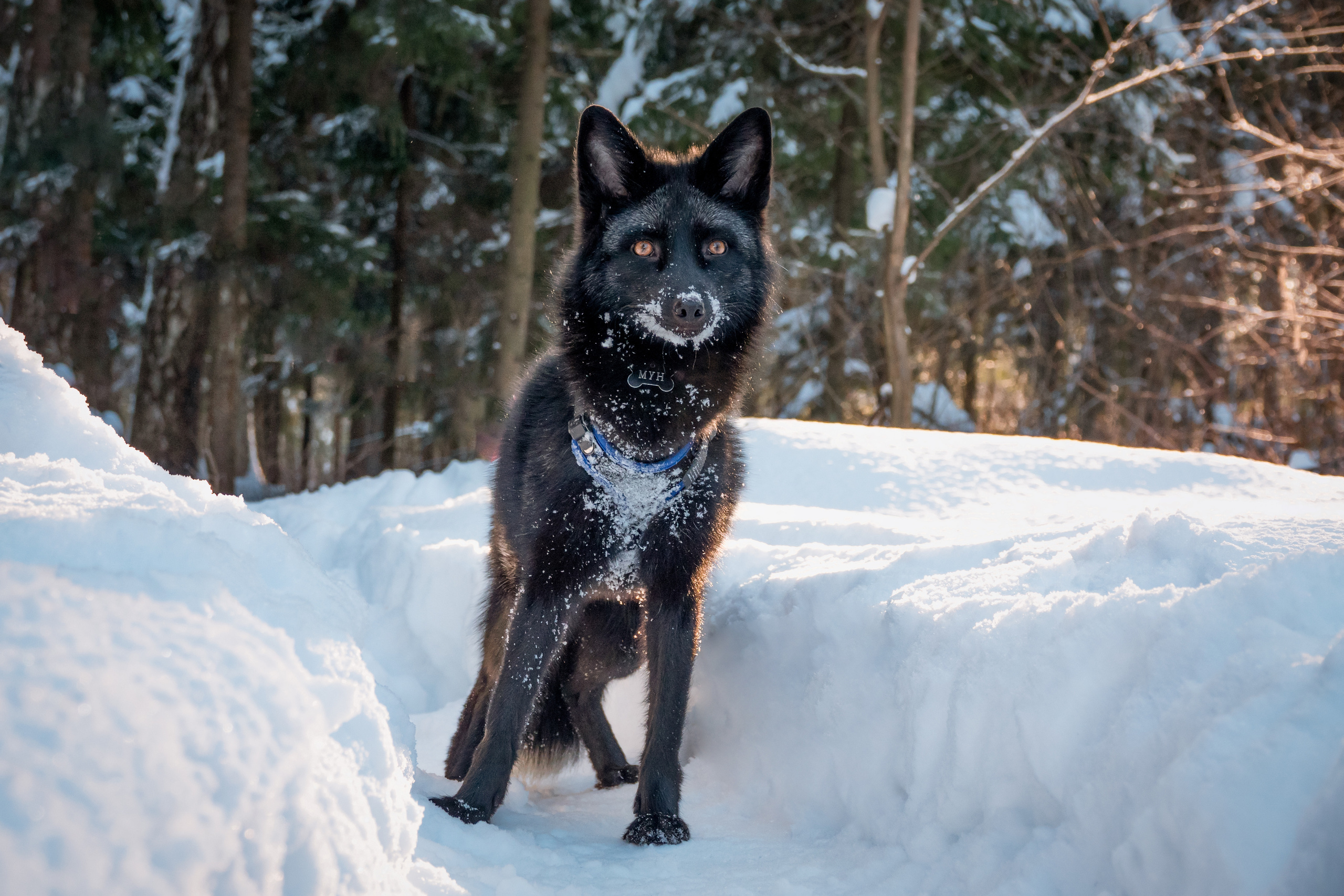 Лис Мун и его человек Влада. Фотограф-анималист в Москве Юлия Лайхо