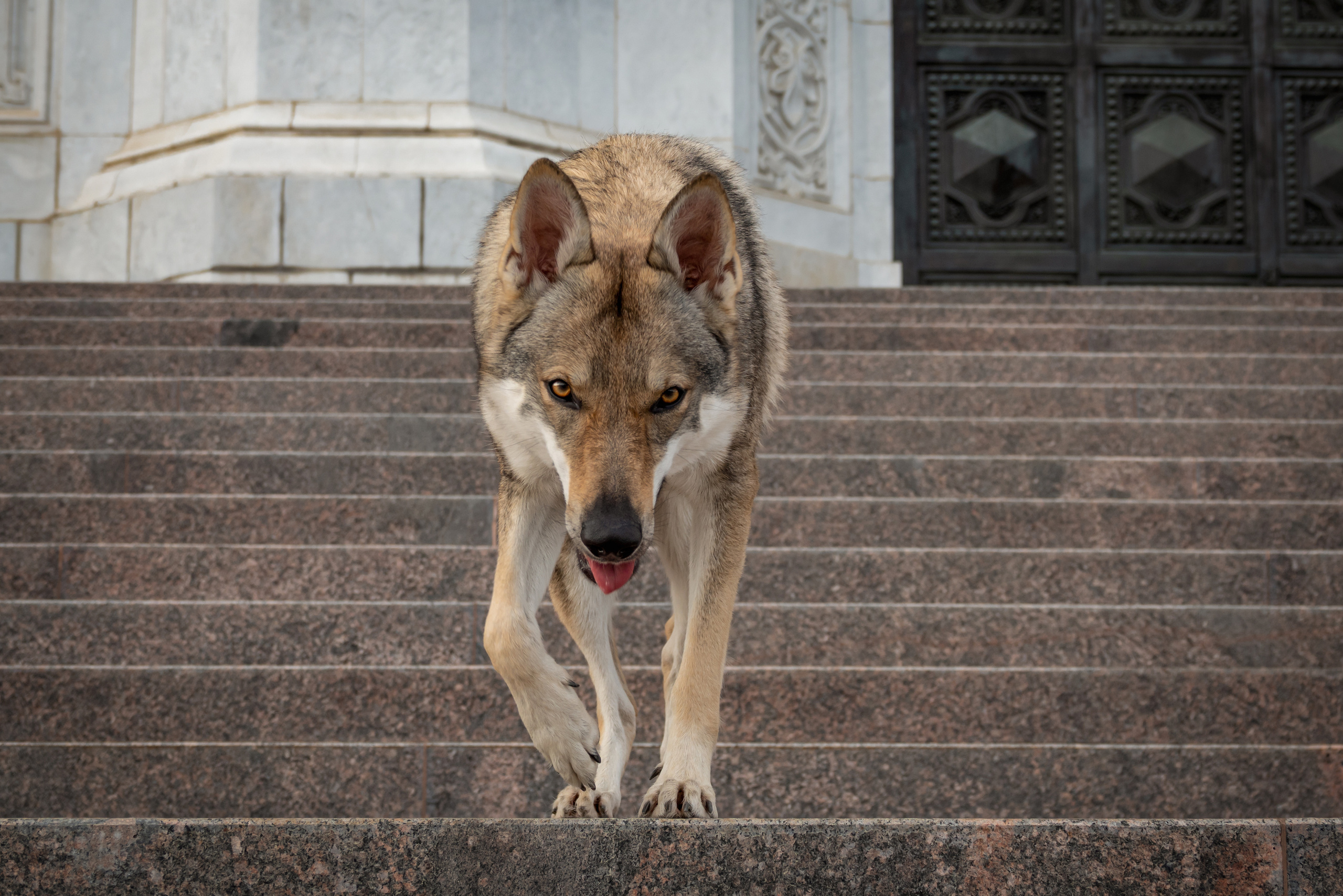 Влчак Дейна и её человек Юля. Фотограф-анималист в Москве Юлия Лайхо
