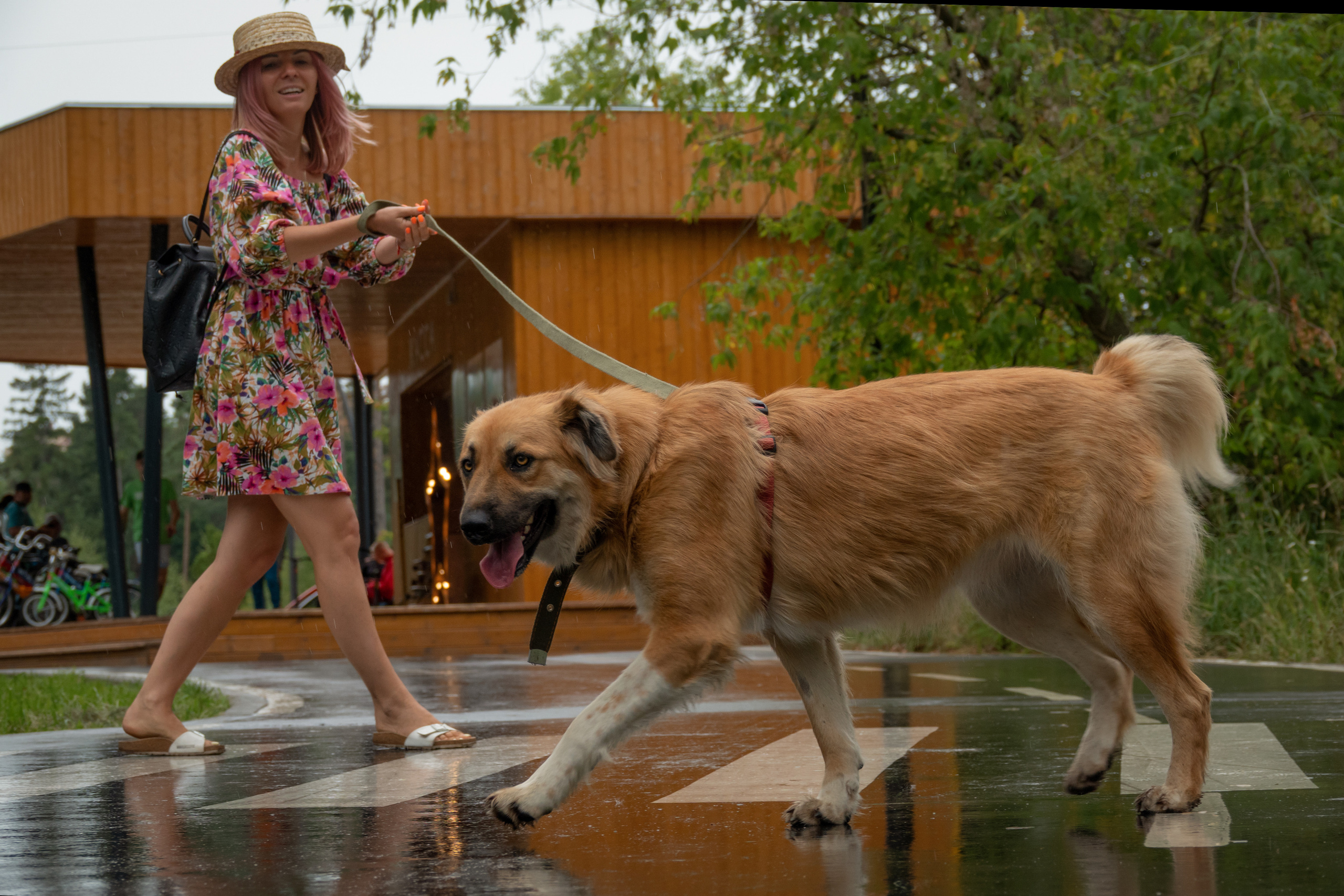 Собака с девушкой переходит мокрую дорогу в парке
