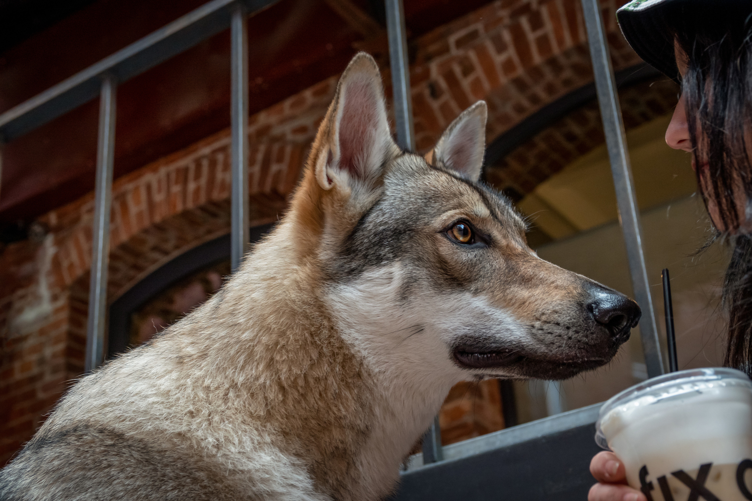 Влчак Дейна и её человек Юля. Фотограф-анималист в Москве Юлия Лайхо