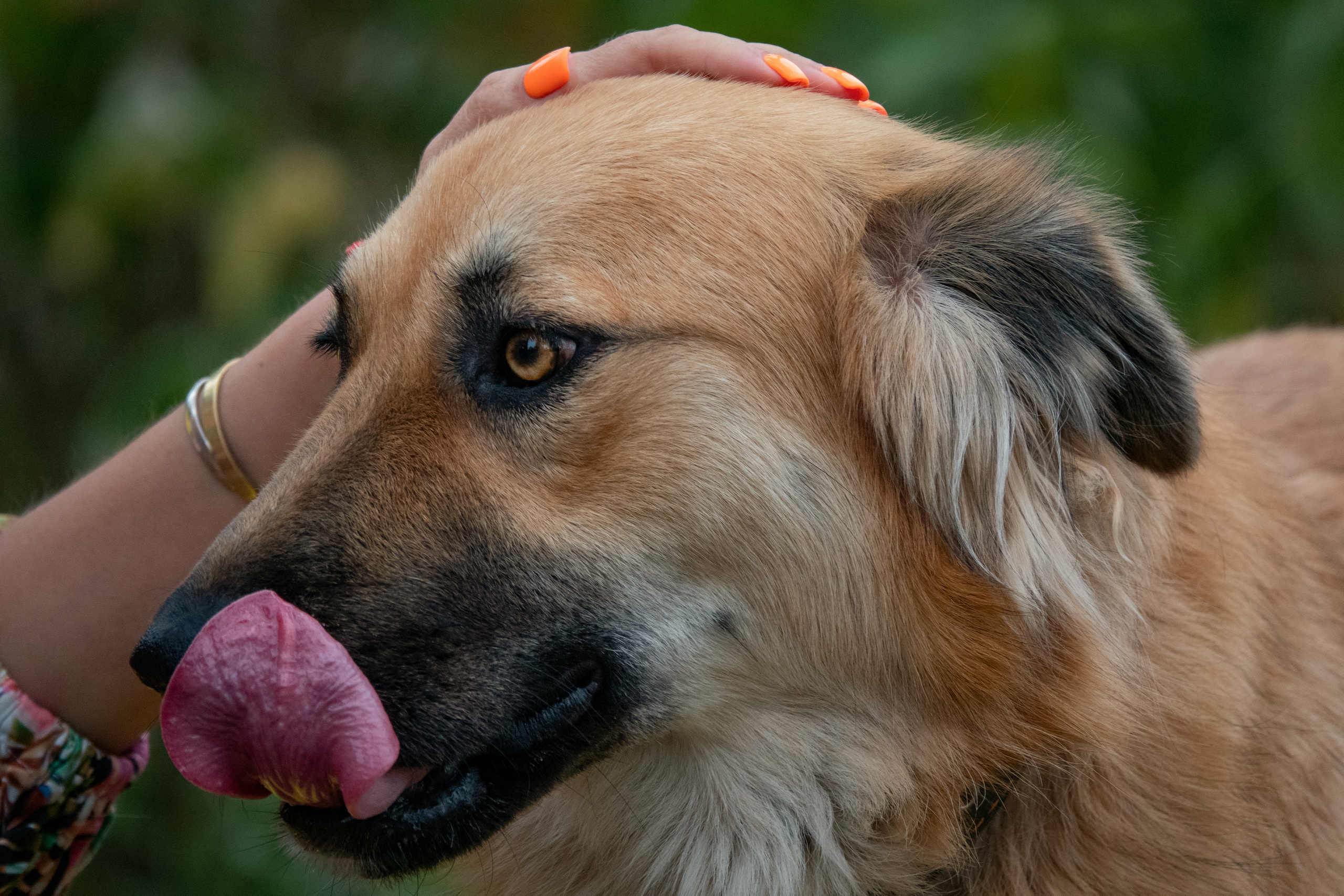 Портрет собаки крупным планом облизывает свой нос