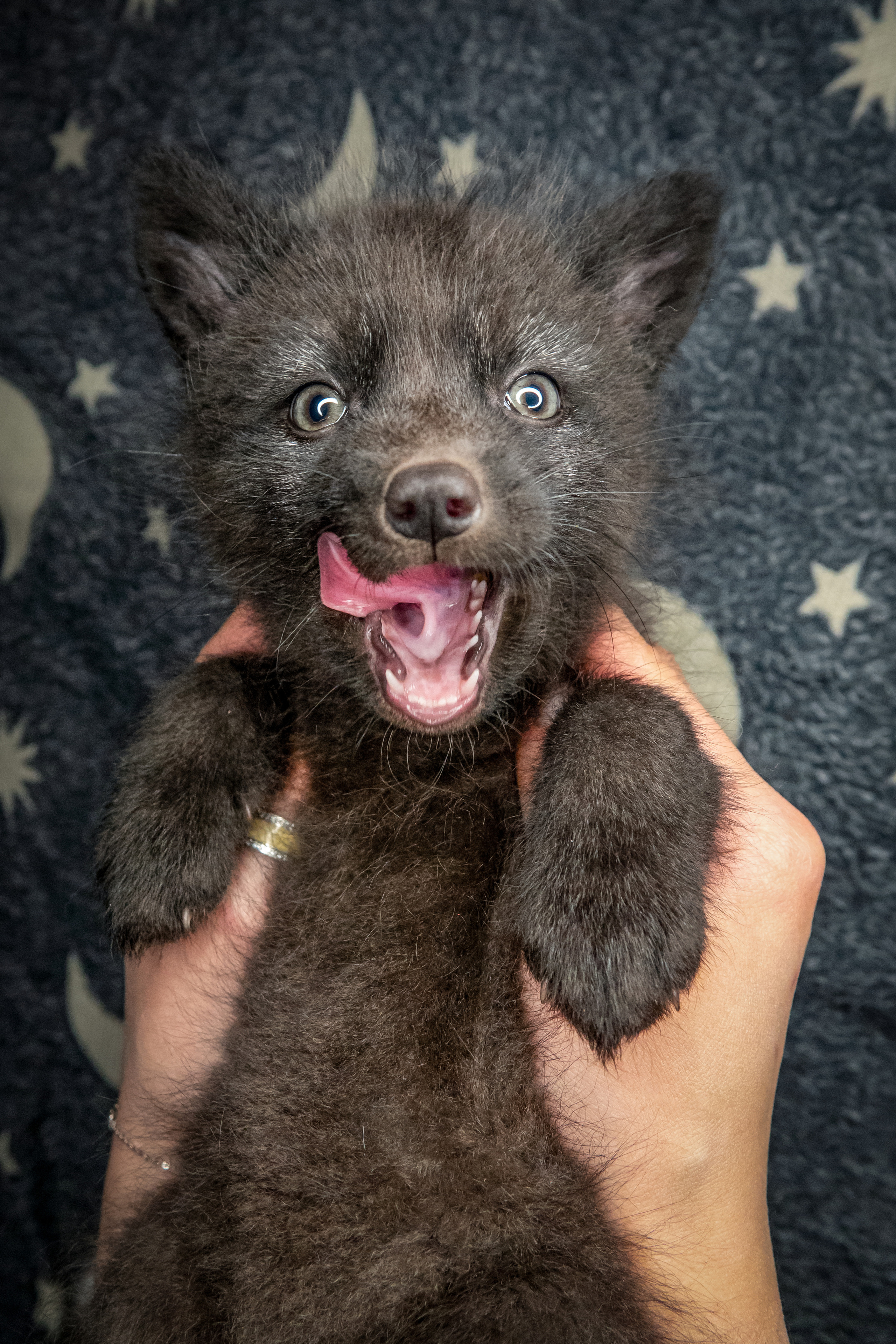 Малыши лисята. Фотограф-анималист в Москве Юлия Лайхо