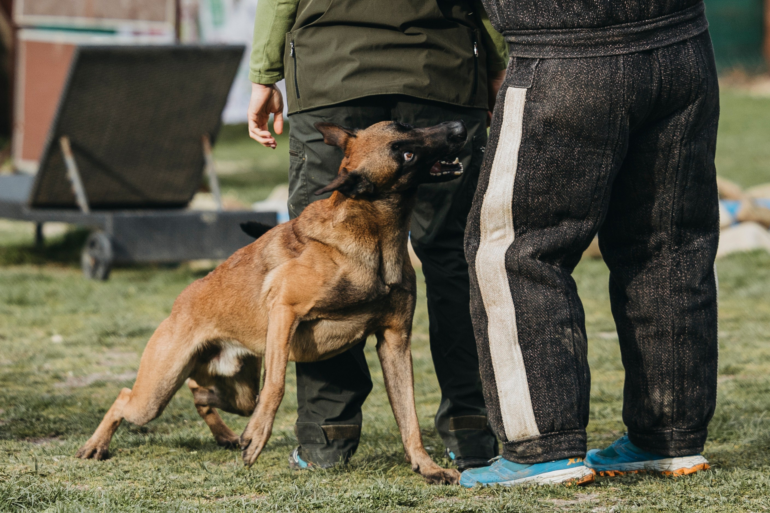 Геленджик Мондьоринг. Фотограф-анималист Анна Маринич