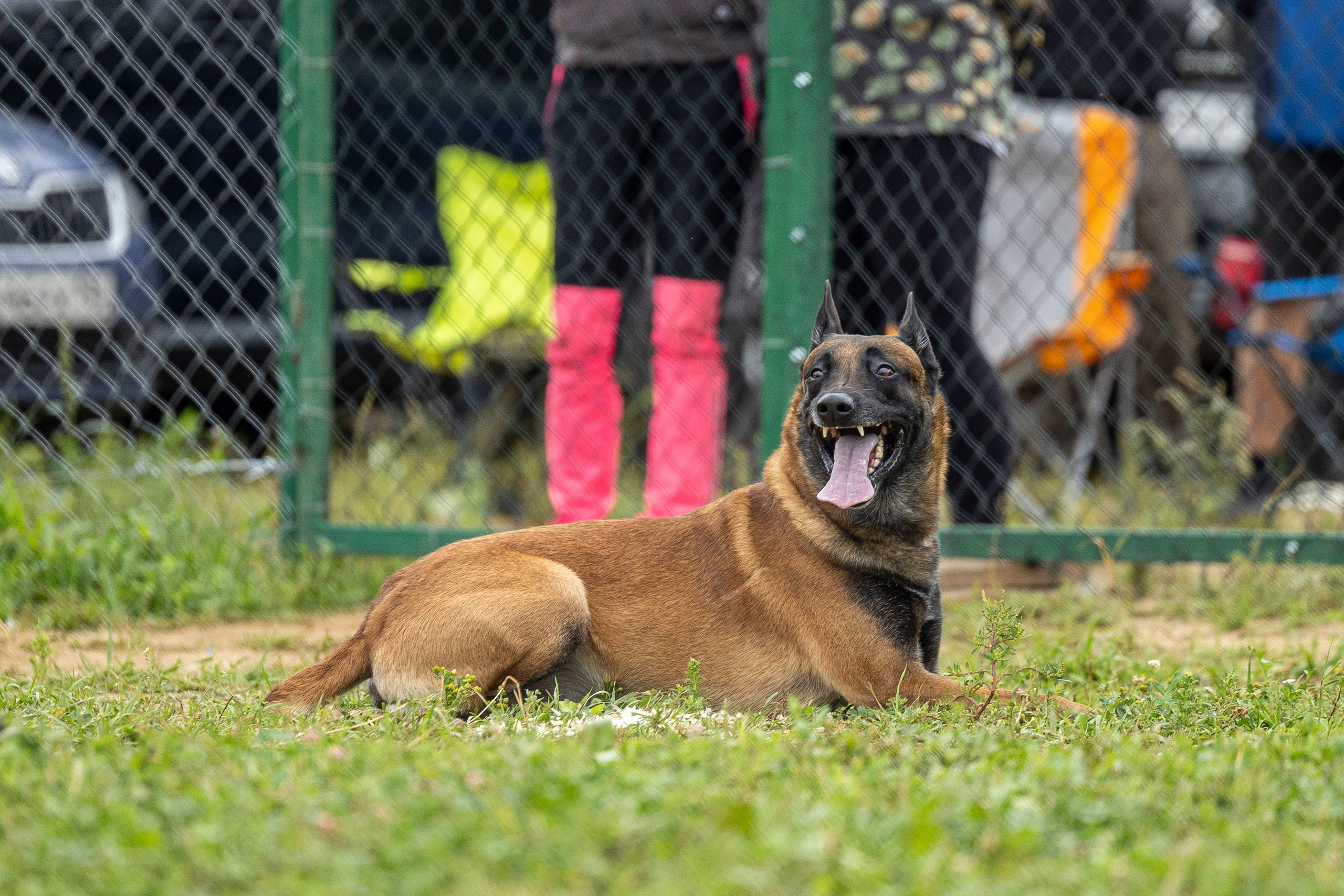 Соревнования по Мондьорингу г. Вологда 10-11.08.2024. Фотограф-анималист Анна Маринич