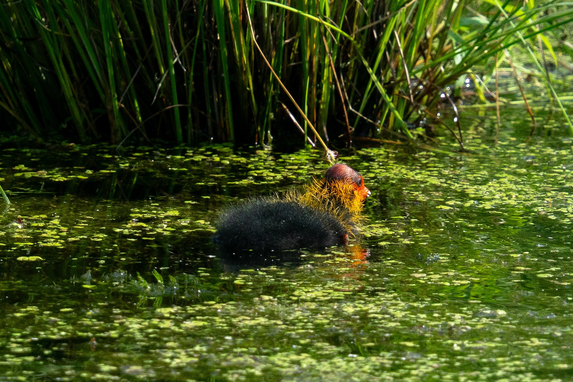 Удивительные мир птиц. Вокруг нас столько прекрасного — присмотритесь!. Ваш личный фотограф Марина Волкова